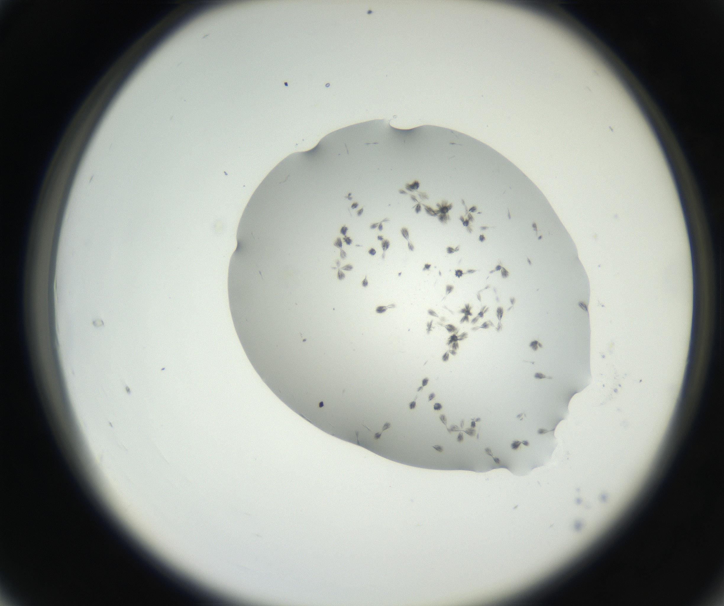 RI01_03_000_0212_Proj1_Clon1_MC_0000MC102624_003_160811_04_03_02_00_99_002_001_RAI.jpg