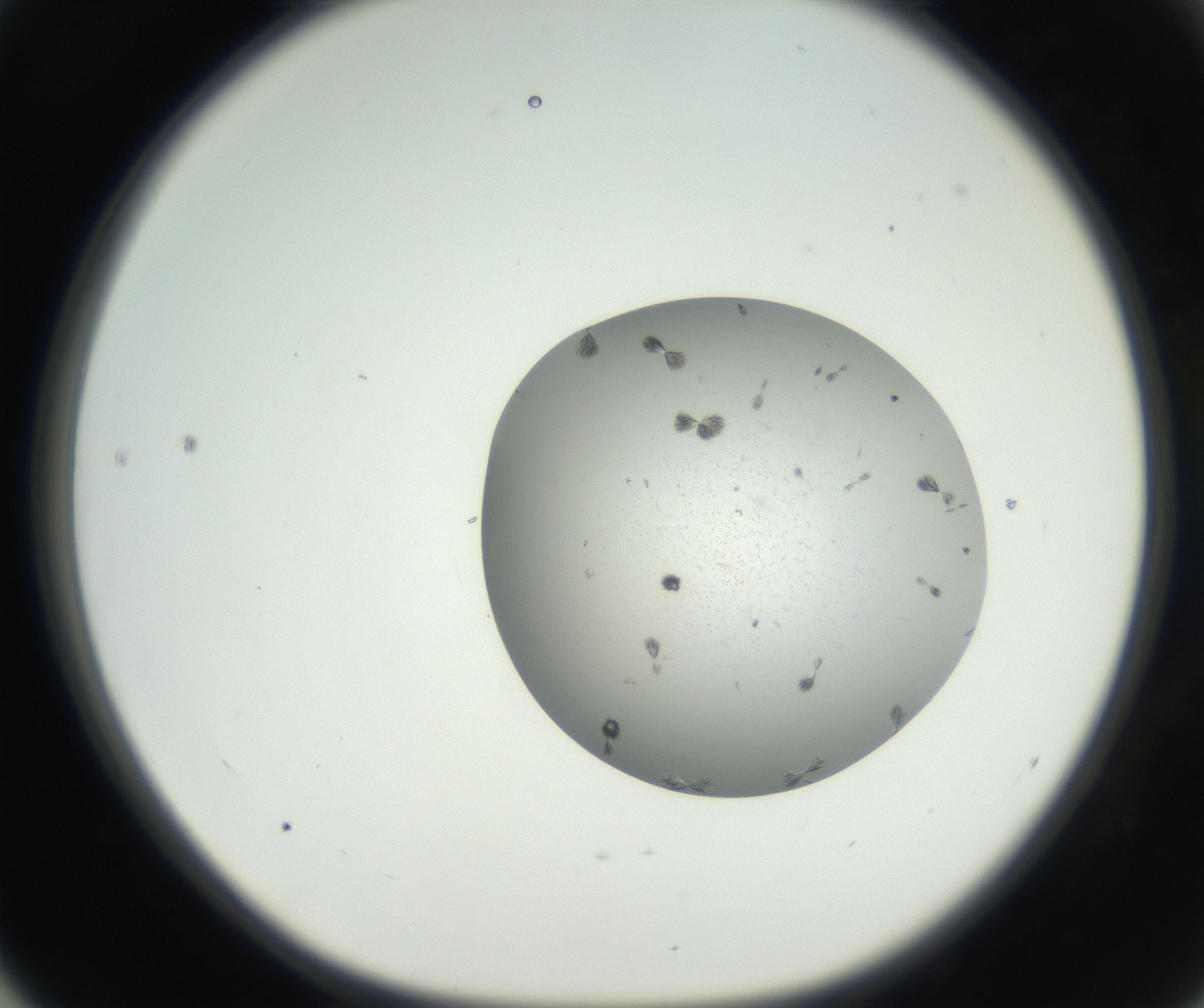 RI01_03_000_0212_Proj1_Clon1_MC_0000MC102624_003_160811_04_05_01_00_99_002_001_RAI.jpg