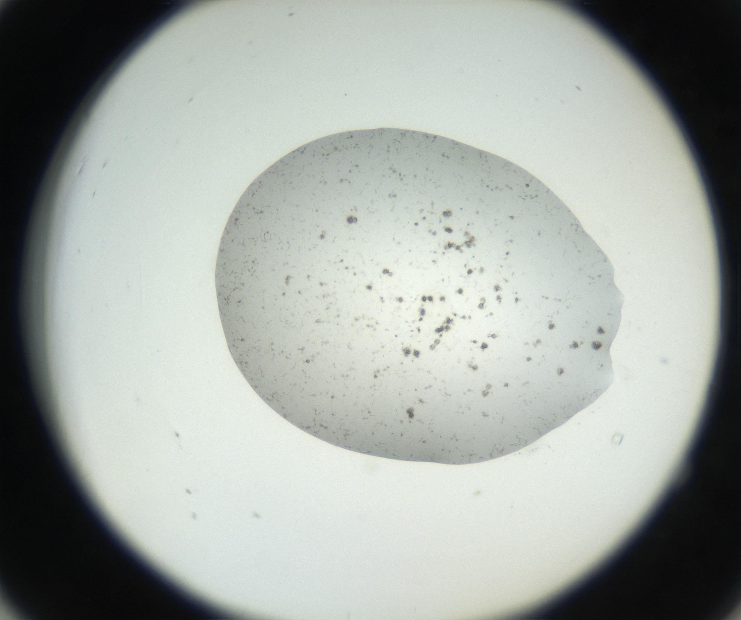 RI01_03_000_0212_Proj1_Clon1_MC_0000MC102624_003_160811_04_05_02_00_99_002_001_RAI.jpg