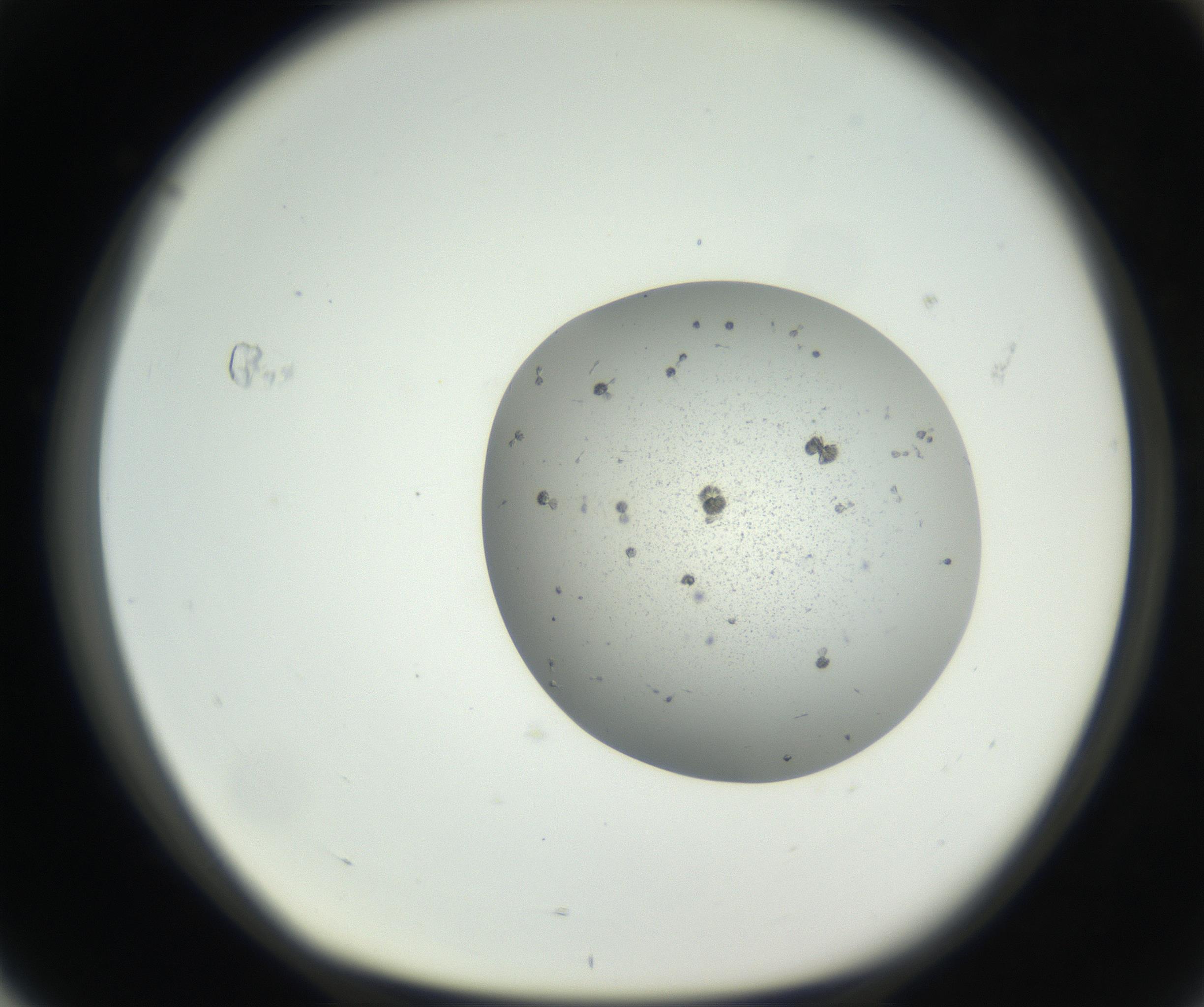 RI01_03_000_0212_Proj1_Clon1_MC_0000MC102624_003_160811_04_07_01_00_99_002_001_RAI.jpg