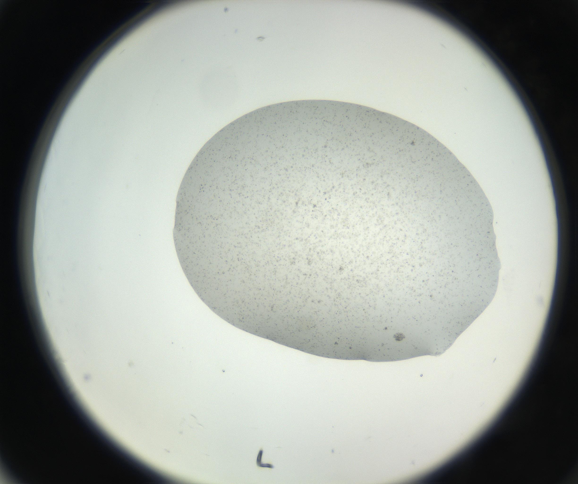 RI01_03_000_0212_Proj1_Clon1_MC_0000MC102624_003_160811_04_07_02_00_99_002_001_RAI.jpg
