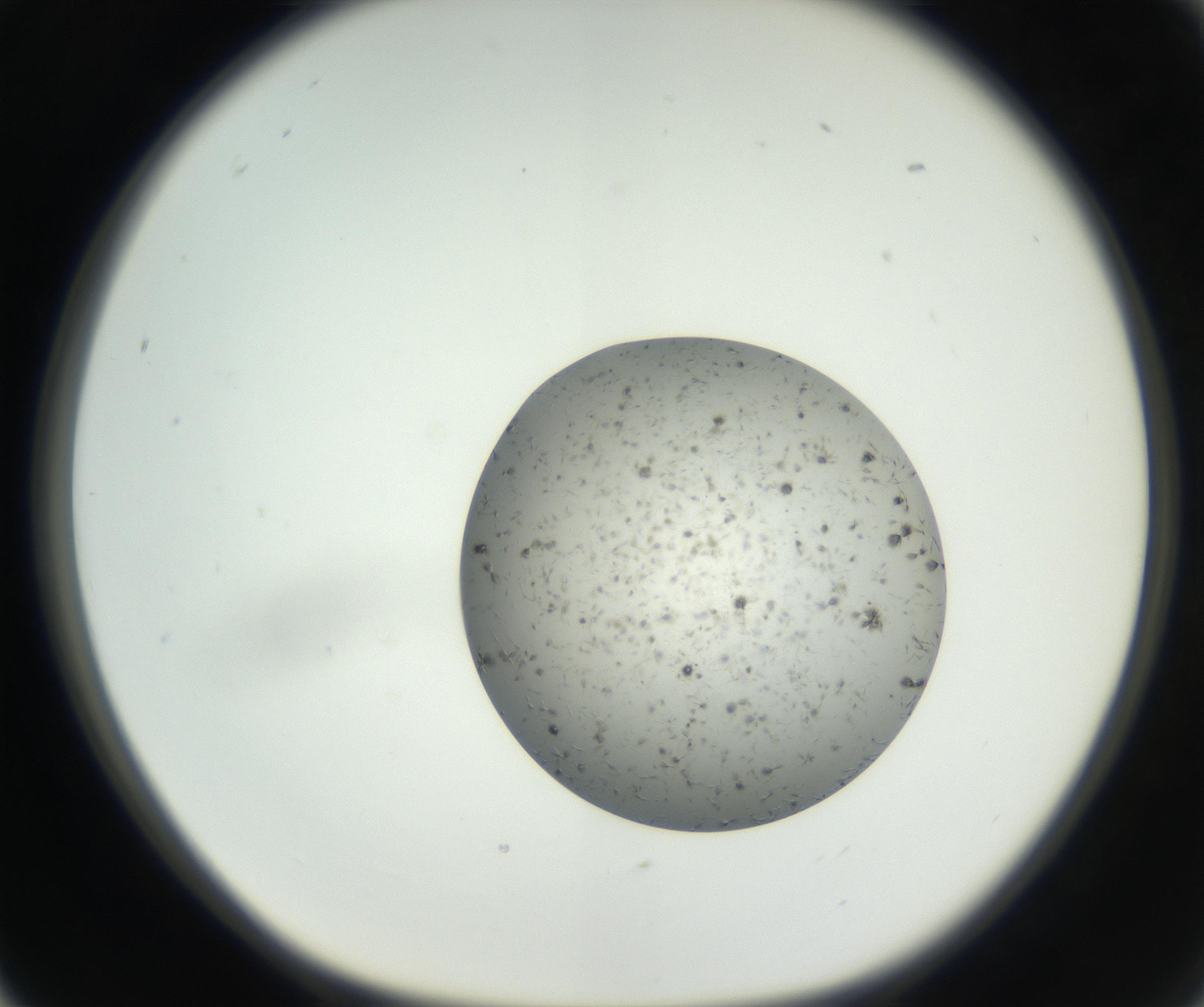 RI01_03_000_0212_Proj1_Clon1_MC_0000MC102624_003_160811_05_02_01_00_99_002_001_RAI.jpg