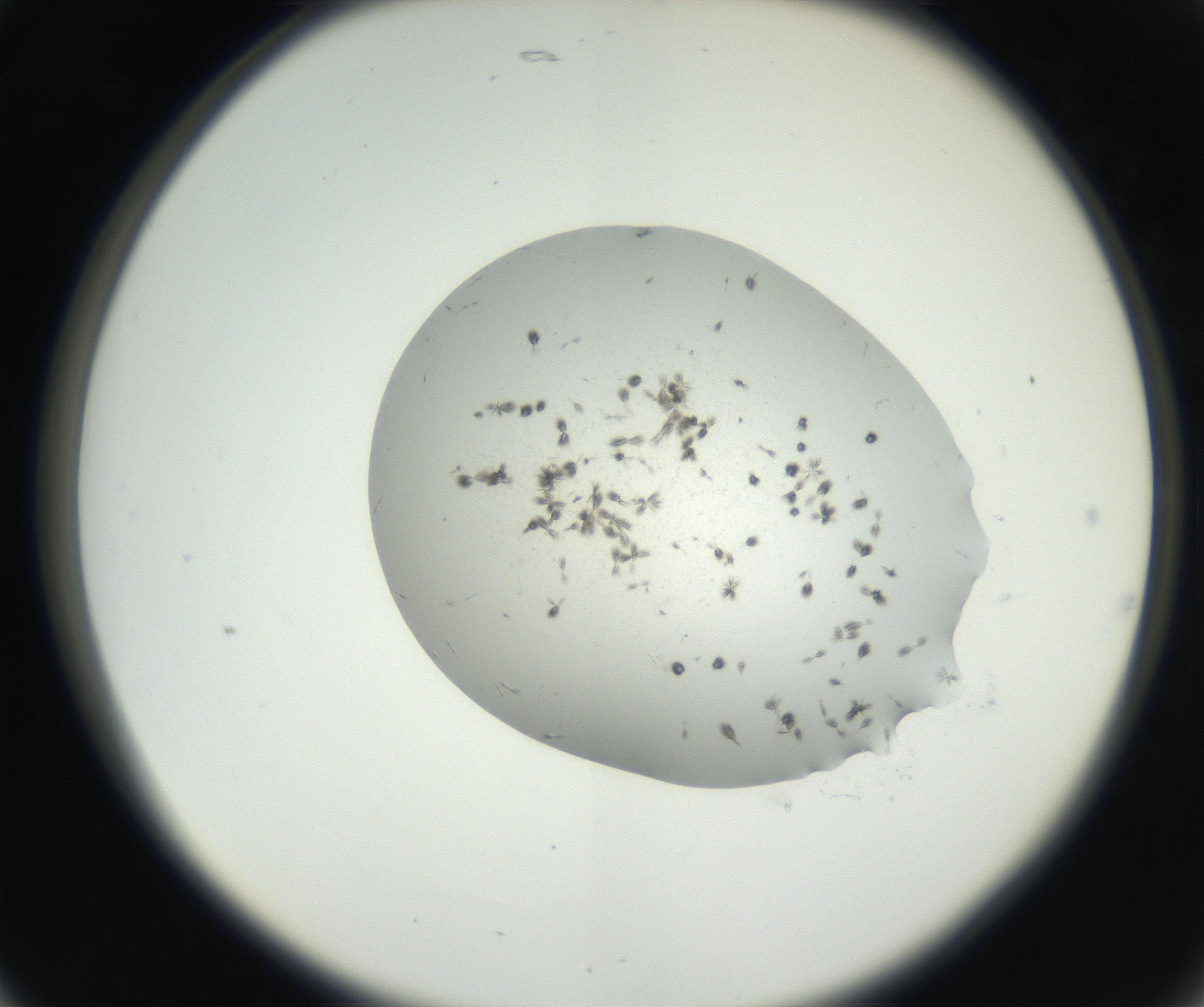 RI01_03_000_0212_Proj1_Clon1_MC_0000MC102624_003_160811_05_02_02_00_99_002_001_RAI.jpg