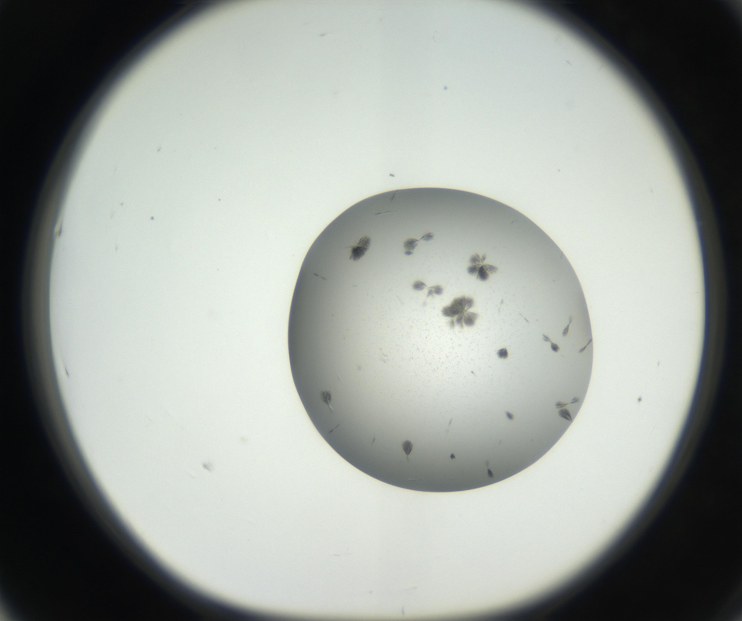 RI01_03_000_0212_Proj1_Clon1_MC_0000MC102624_003_160811_05_05_01_00_99_002_001_RAI.jpg