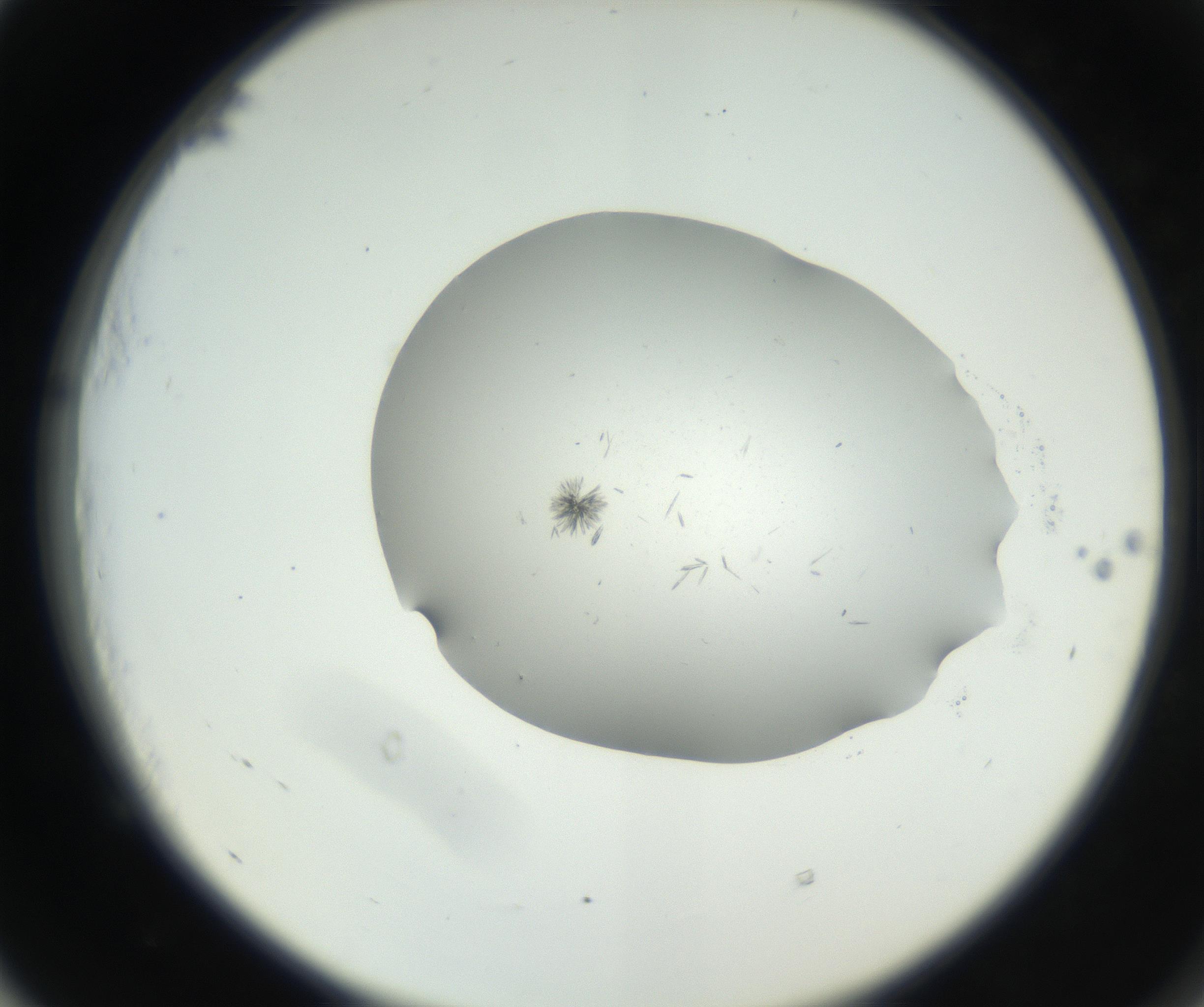 RI01_03_000_0212_Proj1_Clon1_MC_0000MC102624_003_160811_05_05_02_00_99_002_001_RAI.jpg
