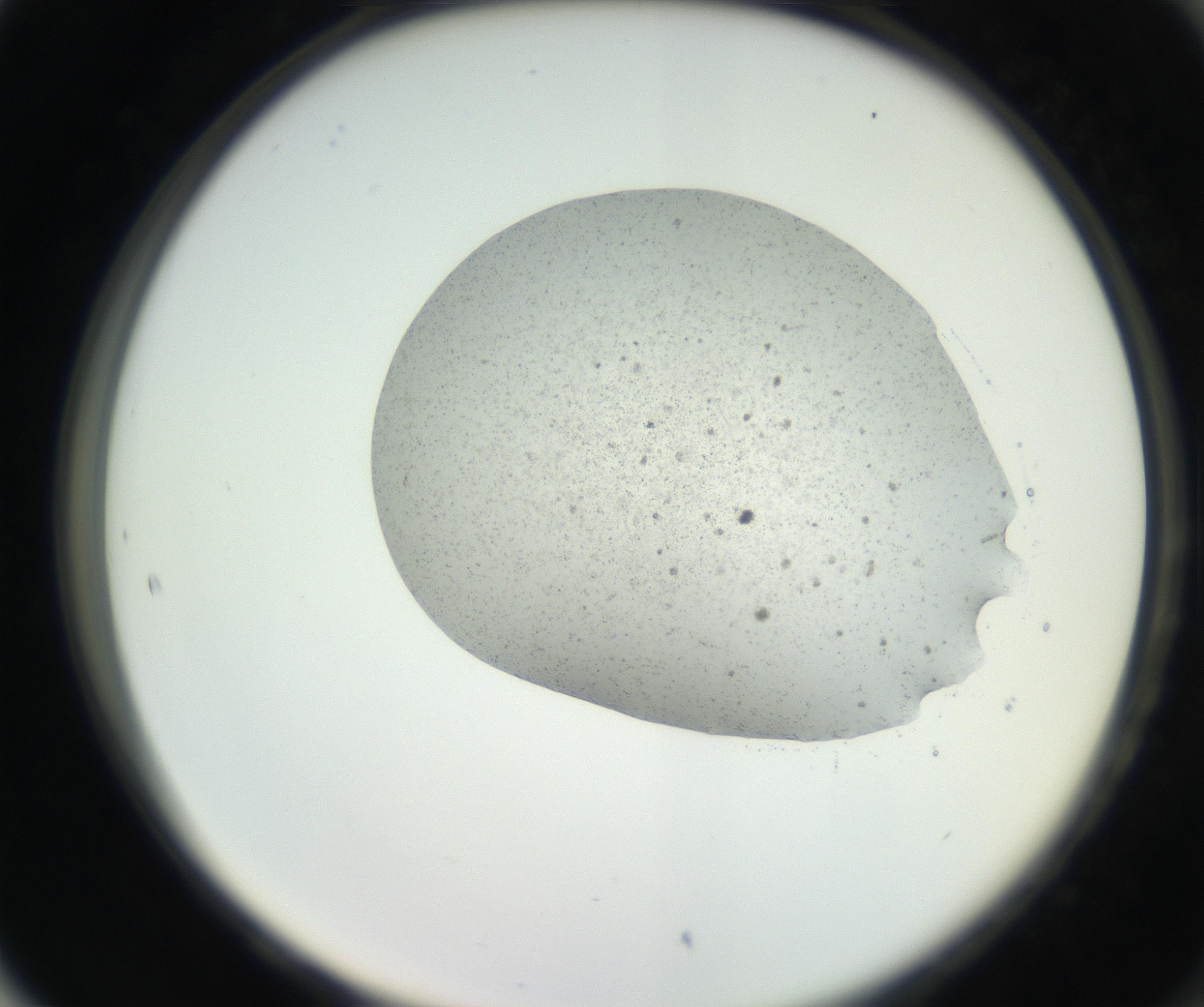 RI01_03_000_0212_Proj1_Clon1_MC_0000MC102624_003_160811_05_08_02_00_99_002_001_RAI.jpg