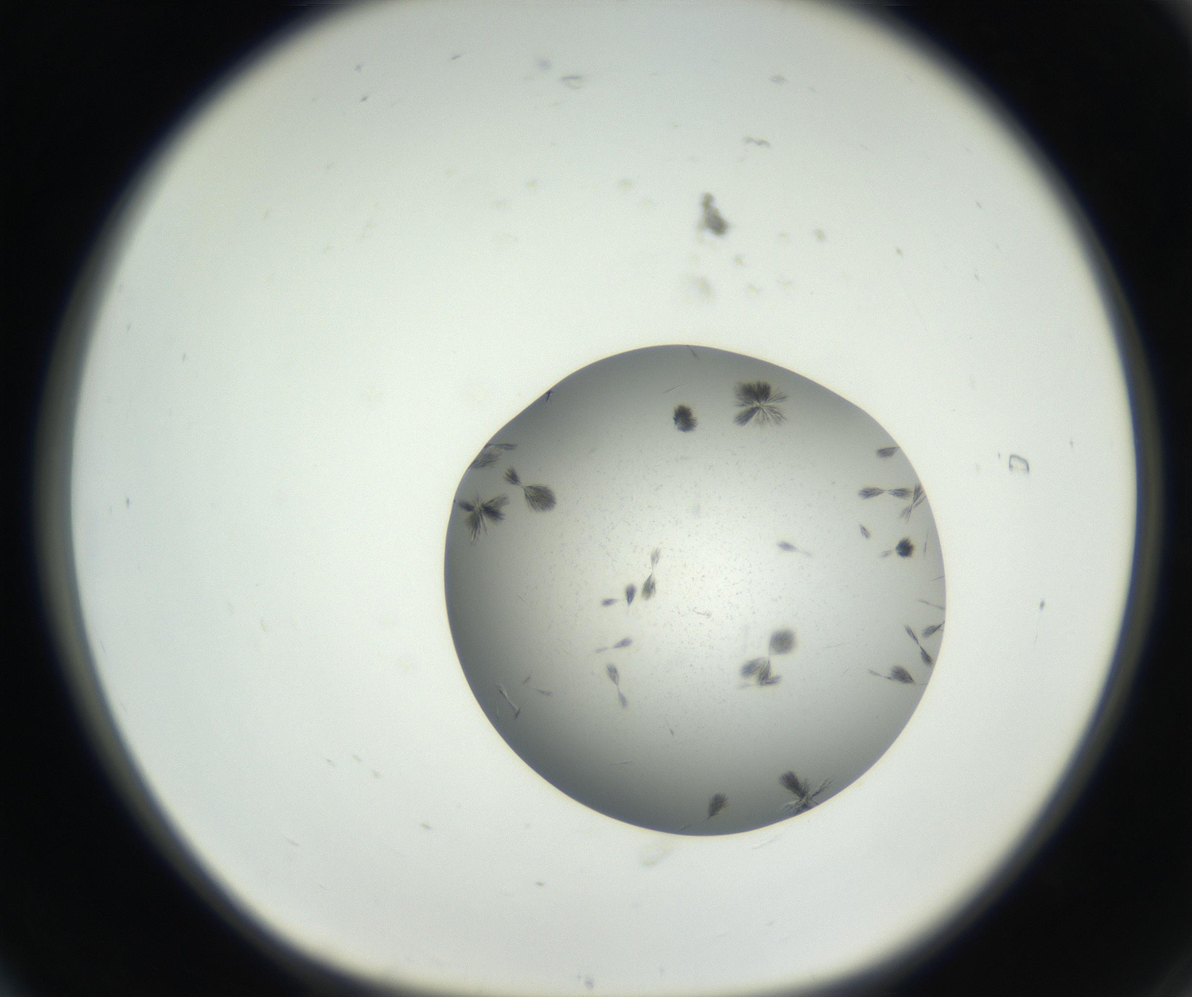 RI01_03_000_0212_Proj1_Clon1_MC_0000MC102624_003_160811_06_01_01_00_99_002_001_RAI.jpg