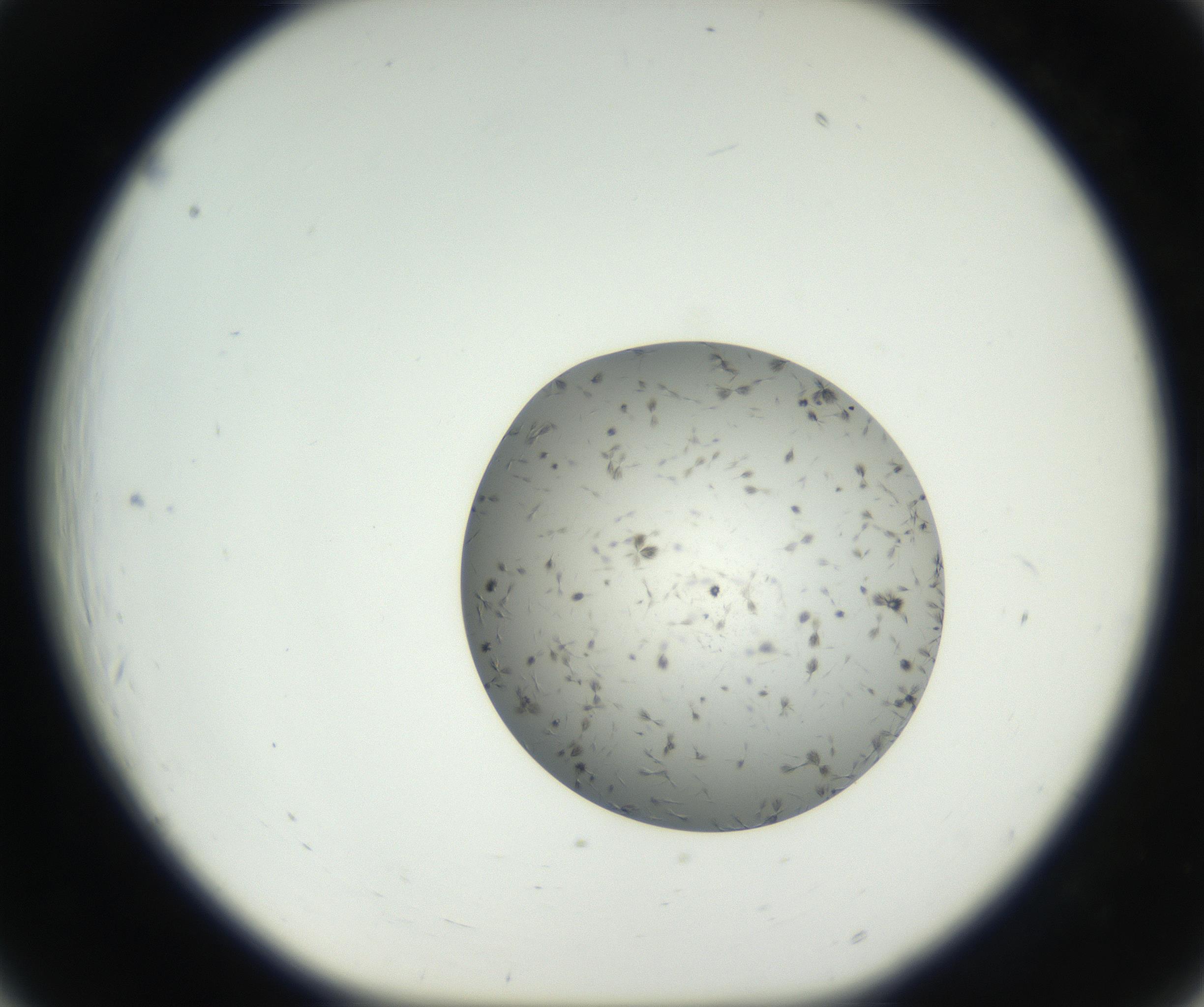 RI01_03_000_0212_Proj1_Clon1_MC_0000MC102624_003_160811_06_02_01_00_99_002_001_RAI.jpg