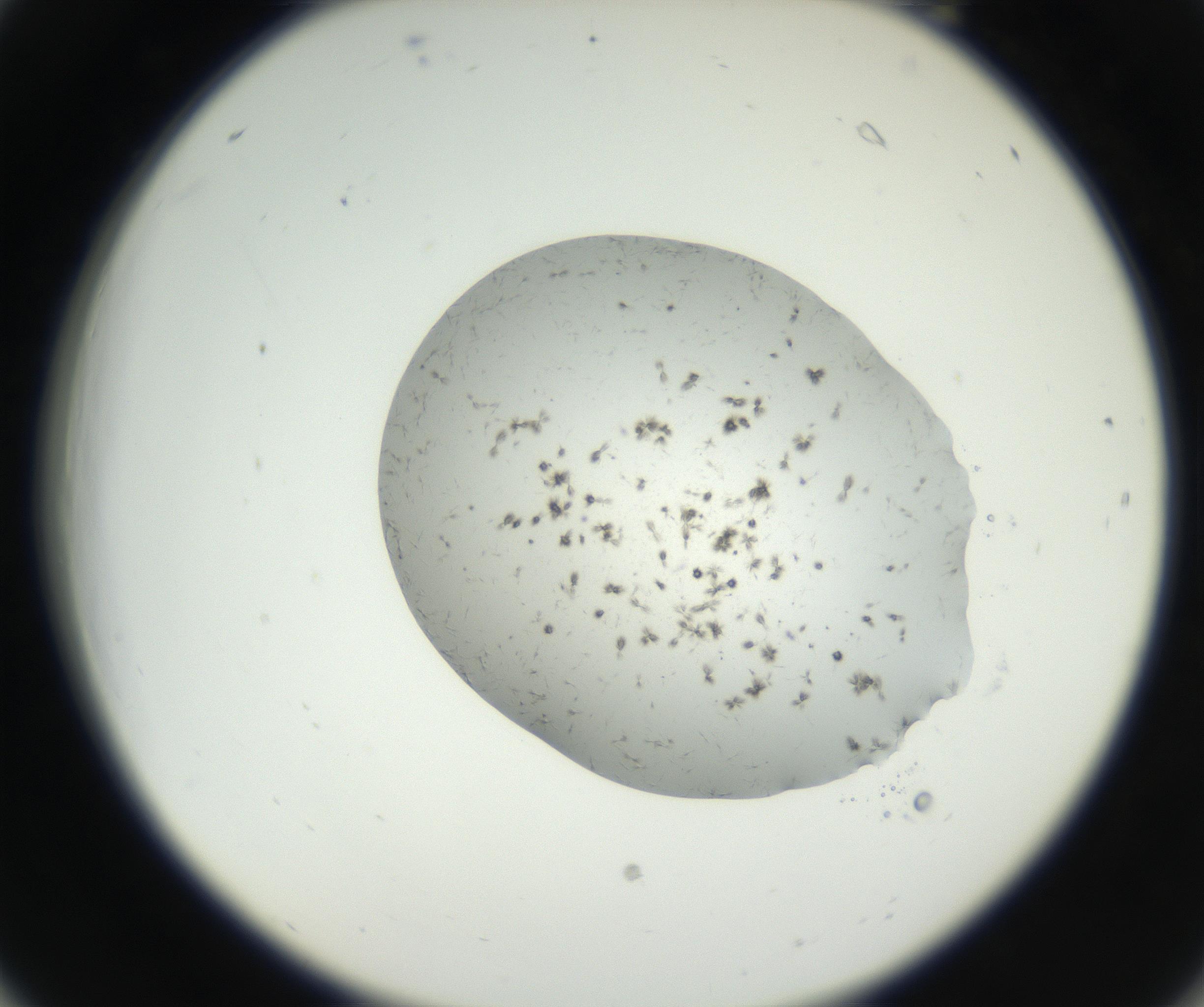RI01_03_000_0212_Proj1_Clon1_MC_0000MC102624_003_160811_06_02_02_00_99_002_001_RAI.jpg