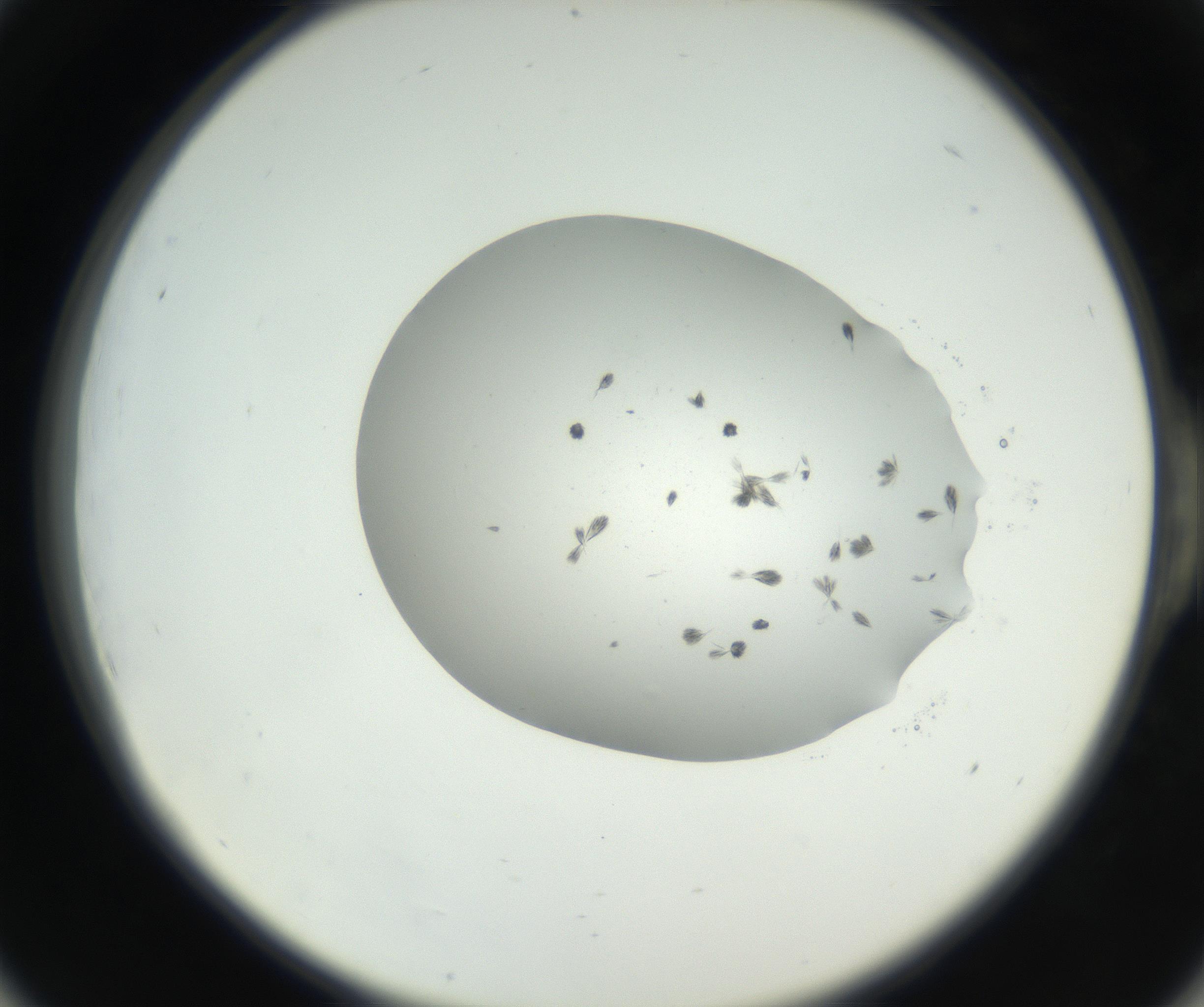 RI01_03_000_0212_Proj1_Clon1_MC_0000MC102624_003_160811_06_05_02_00_99_002_001_RAI.jpg