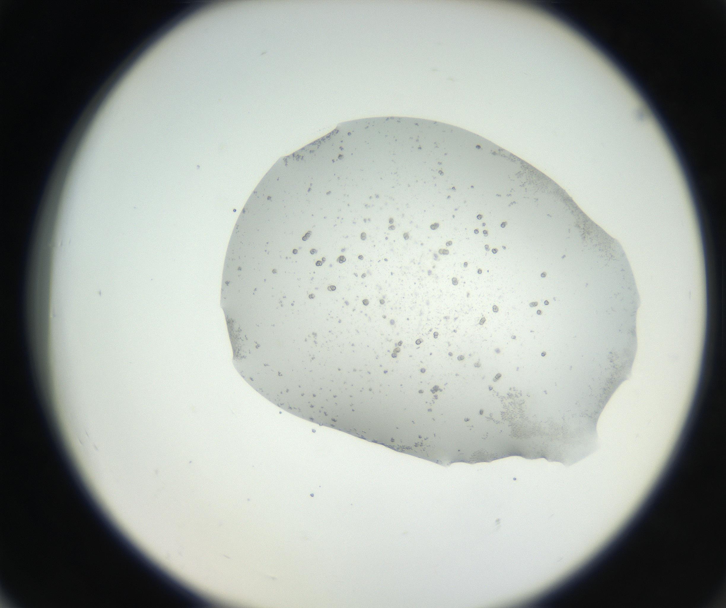 RI01_03_000_0212_Proj1_Clon1_MC_0000MC102624_003_160811_06_07_02_00_99_002_001_RAI.jpg