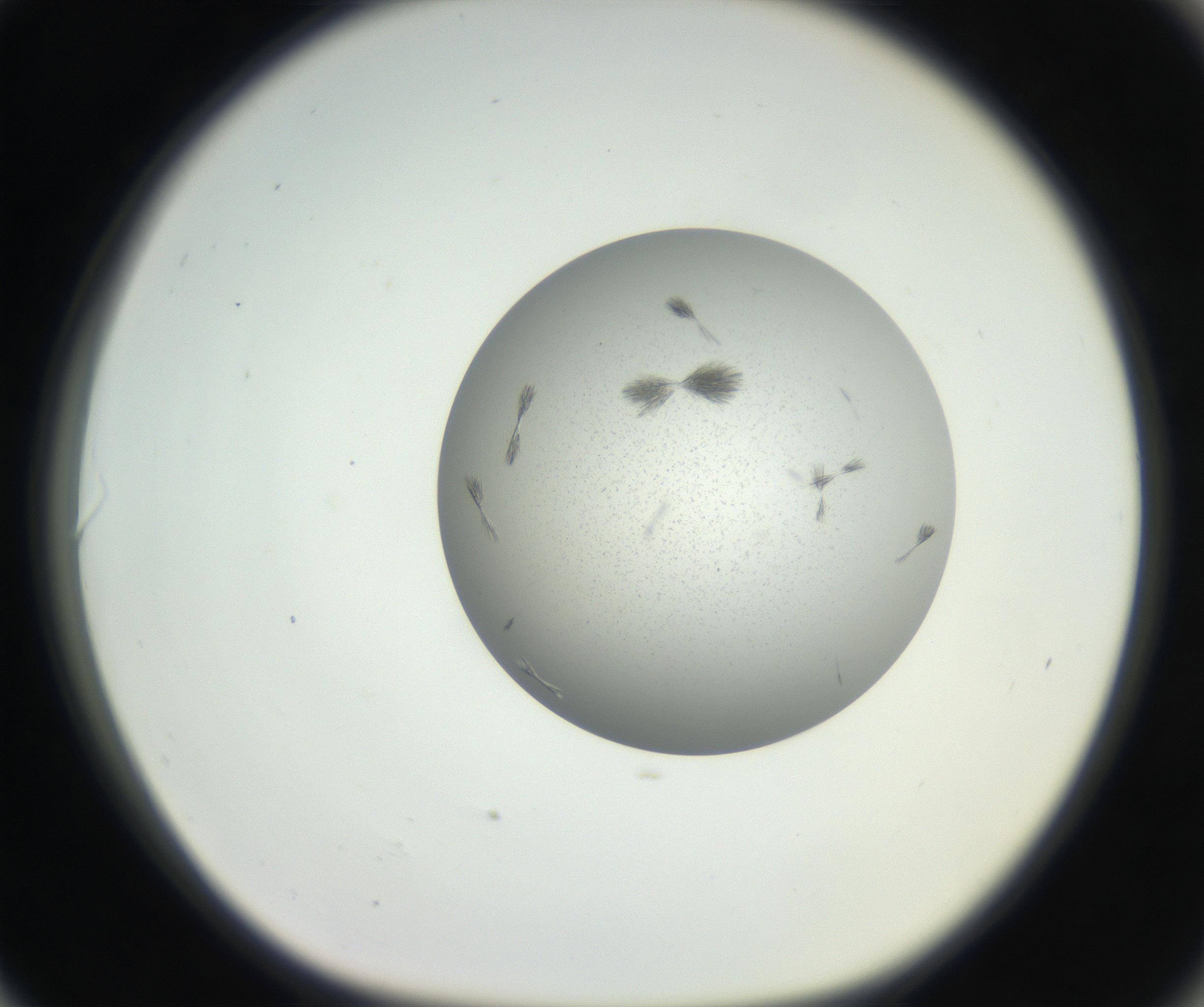 RI01_03_000_0212_Proj1_Clon1_MC_0000MC102624_003_160811_06_08_01_00_99_002_001_RAI.jpg