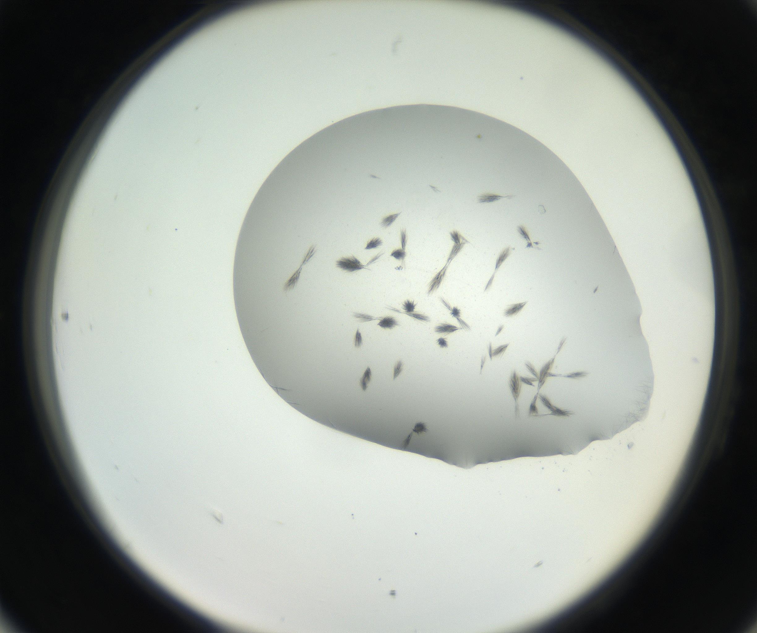 RI01_03_000_0212_Proj1_Clon1_MC_0000MC102624_003_160811_06_08_02_00_99_002_001_RAI.jpg