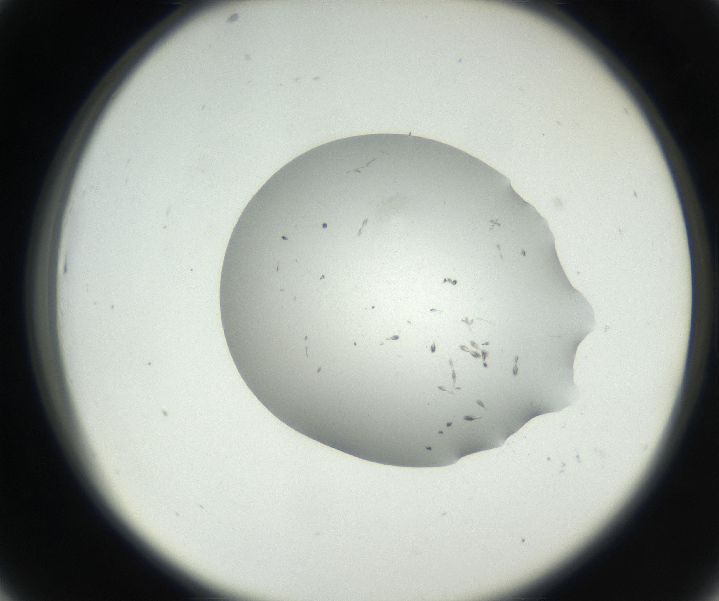 RI01_03_000_0212_Proj1_Clon1_MC_0000MC102624_003_160811_07_04_02_00_99_002_001_RAI.jpg