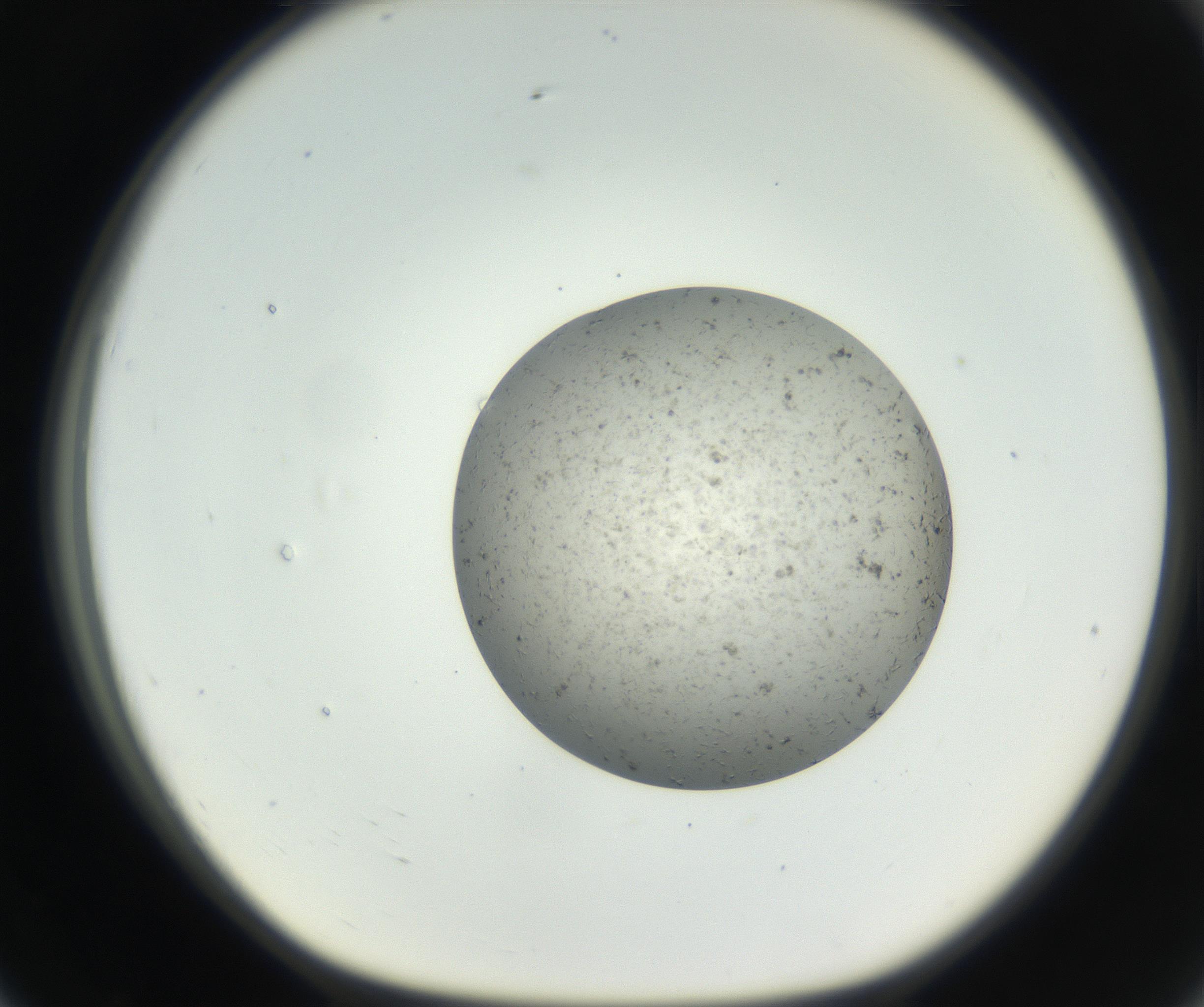 RI01_03_000_0212_Proj1_Clon1_MC_0000MC102624_003_160811_07_07_01_00_99_002_001_RAI.jpg