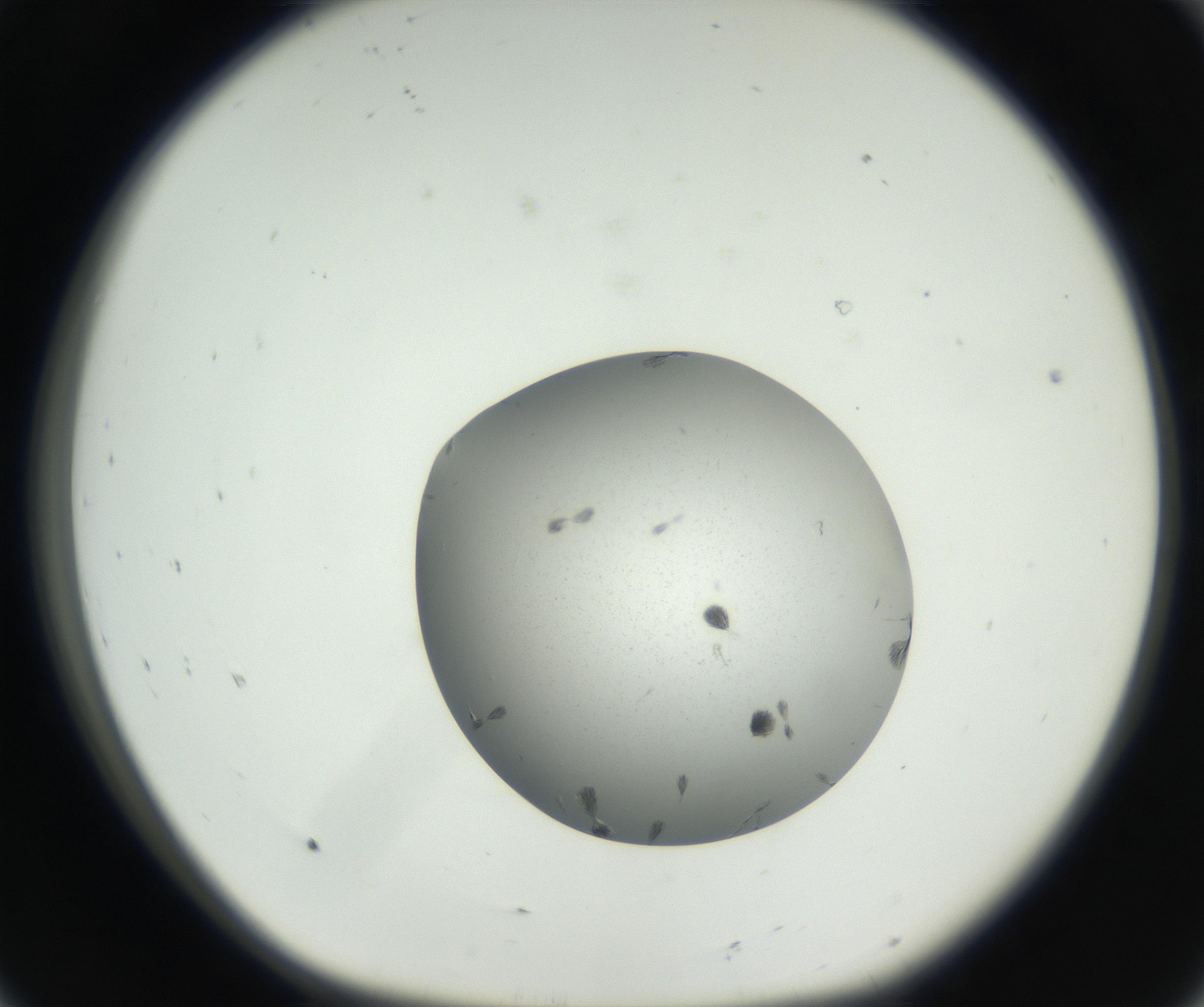 RI01_03_000_0212_Proj1_Clon1_MC_0000MC102624_003_160811_08_01_01_00_99_002_001_RAI.jpg