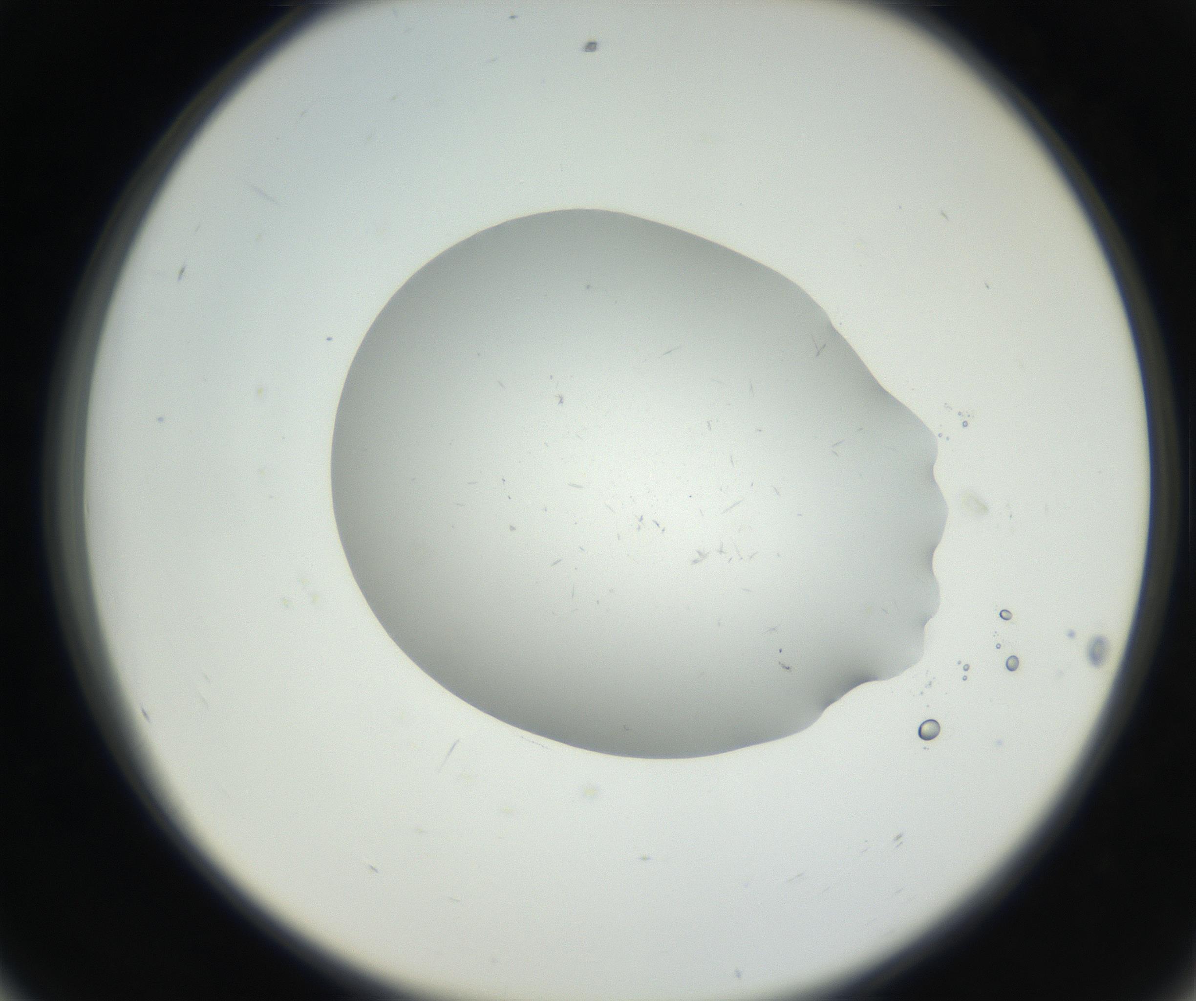 RI01_03_000_0212_Proj1_Clon1_MC_0000MC102624_003_160811_08_05_02_00_99_002_001_RAI.jpg