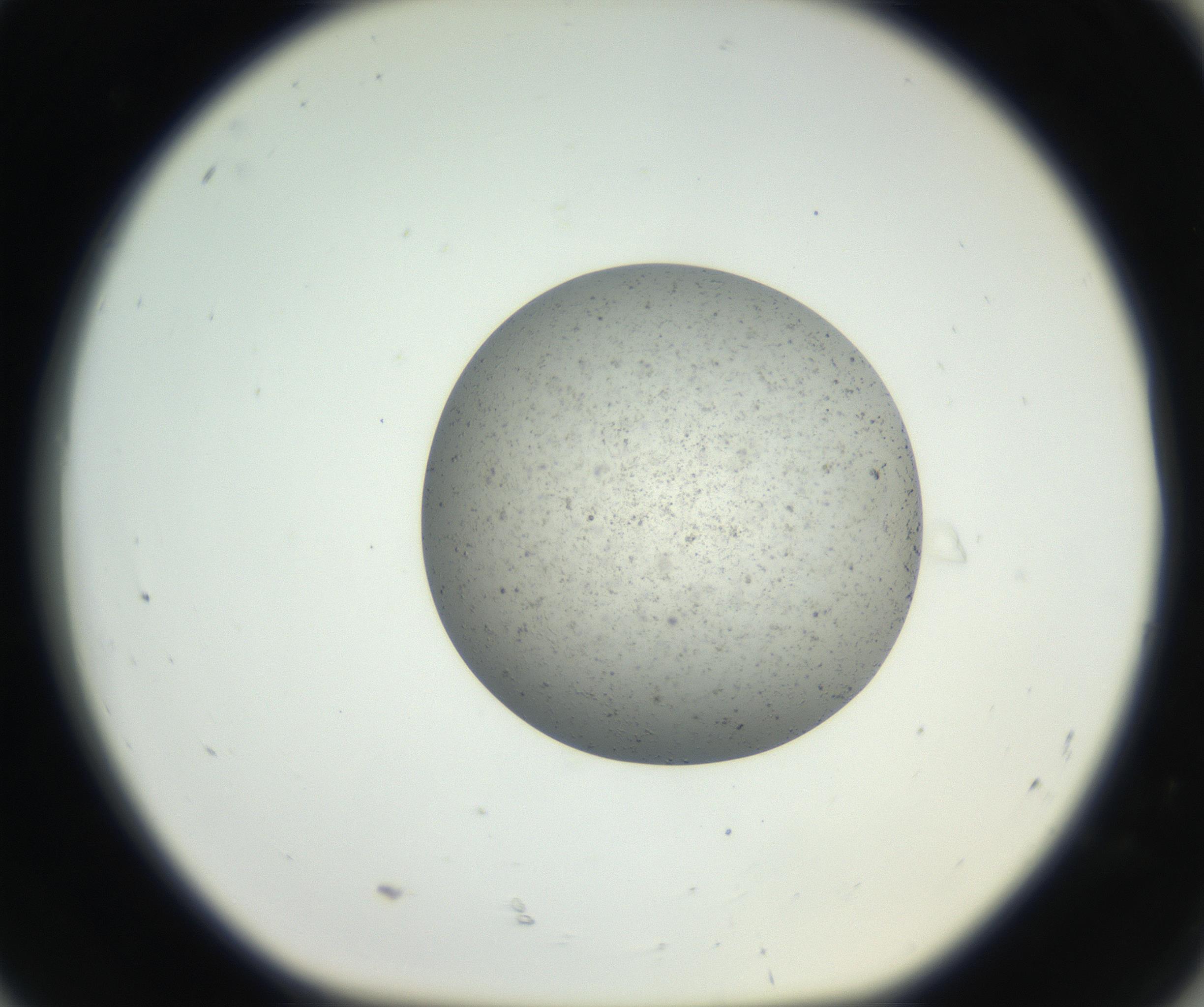 RI01_03_000_0212_Proj1_Clon1_MC_0000MC102624_003_160811_08_08_01_00_99_002_001_RAI.jpg