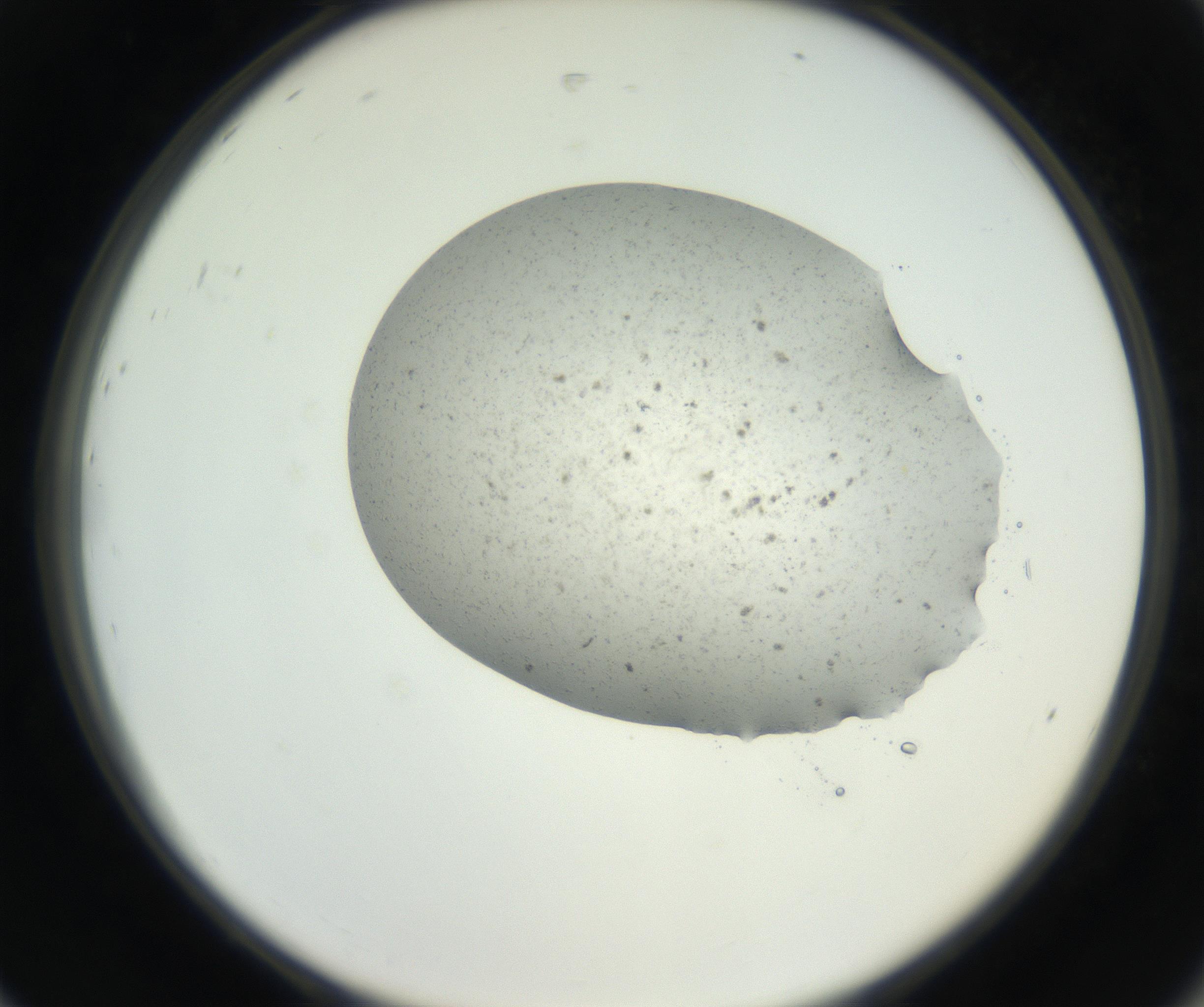 RI01_03_000_0212_Proj1_Clon1_MC_0000MC102624_003_160811_08_08_02_00_99_002_001_RAI.jpg