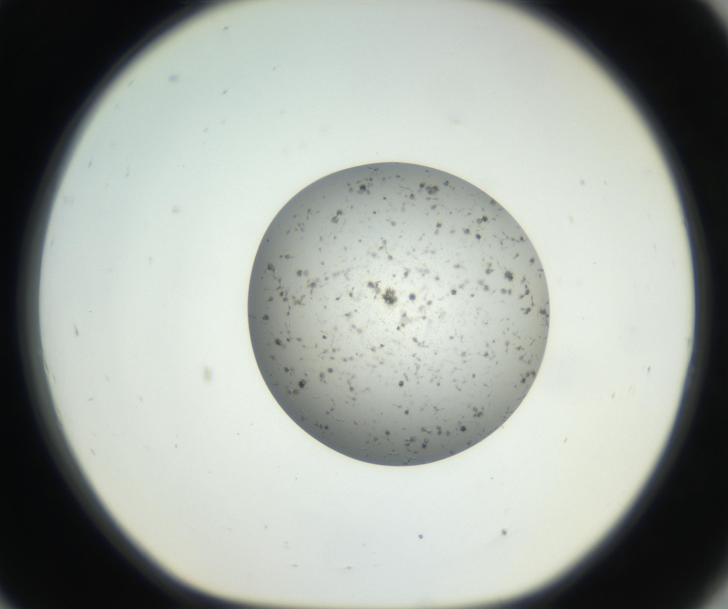 RI01_03_000_0212_Proj1_Clon1_MC_0000MC102624_003_160811_09_08_01_00_99_002_001_RAI.jpg