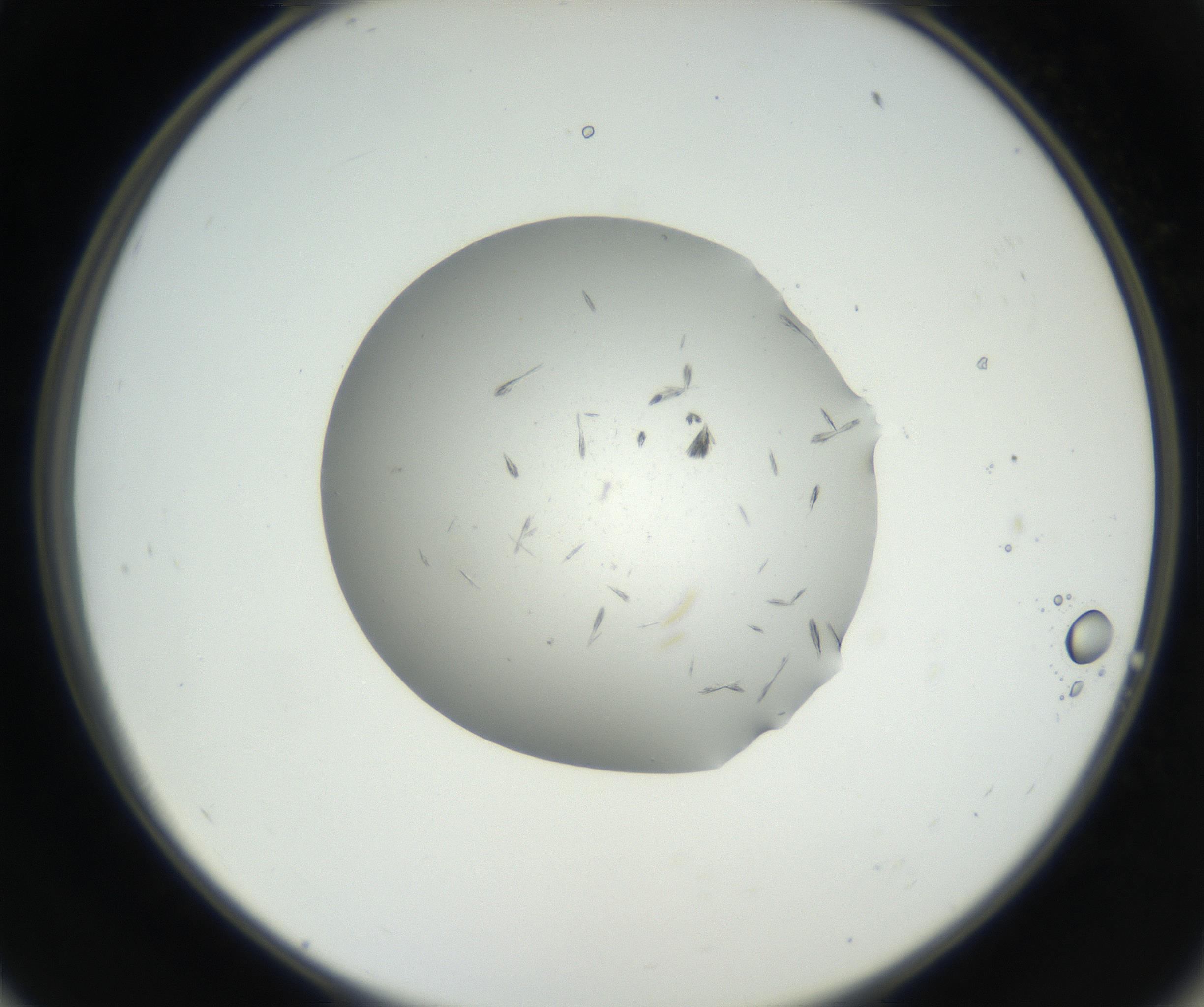 RI01_03_000_0212_Proj1_Clon1_MC_0000MC102624_003_160811_11_05_02_00_99_002_001_RAI.jpg
