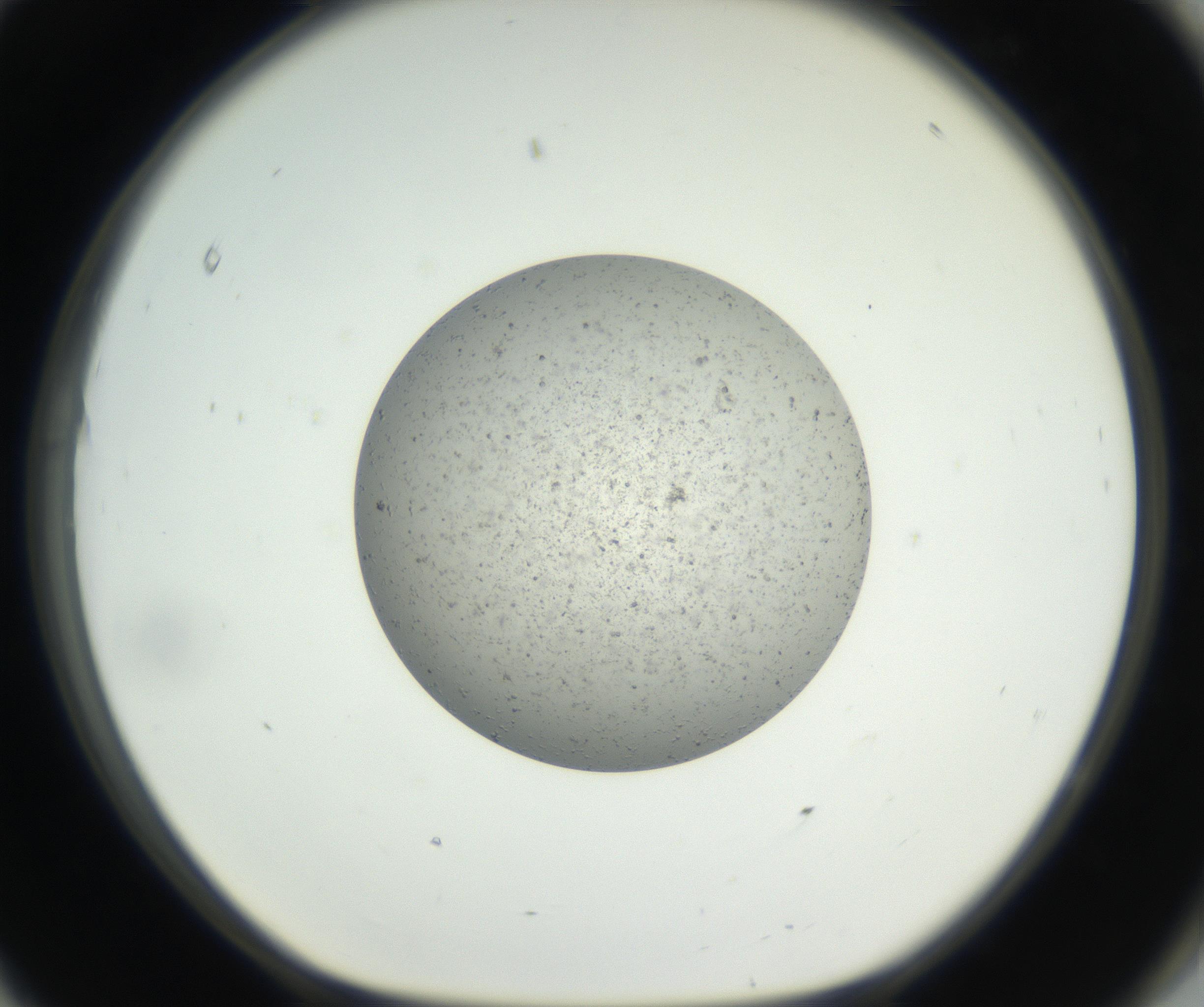 RI01_03_000_0212_Proj1_Clon1_MC_0000MC102624_003_160811_11_08_01_00_99_002_001_RAI.jpg