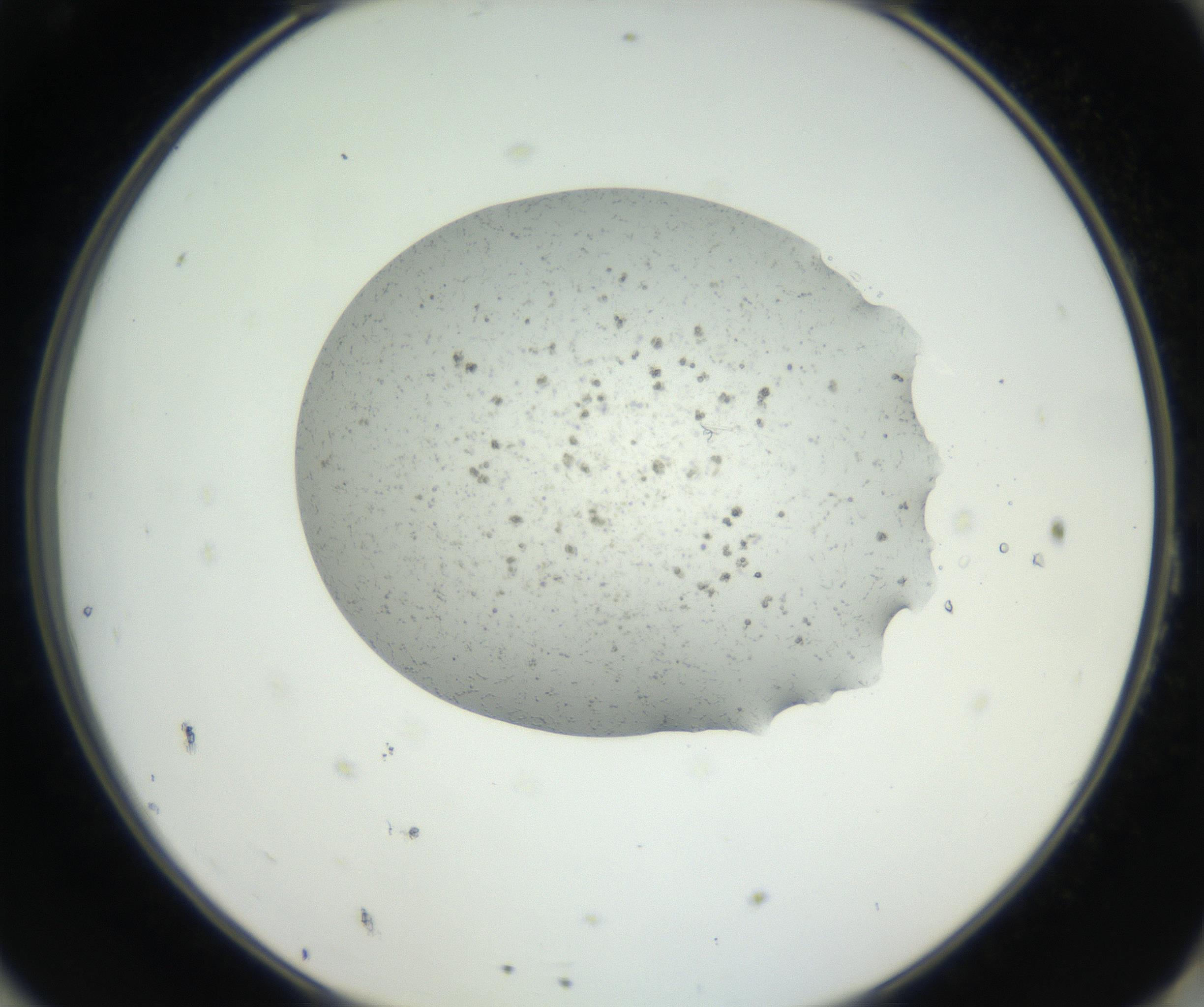 RI01_03_000_0212_Proj1_Clon1_MC_0000MC102624_003_160811_11_08_02_00_99_002_001_RAI.jpg