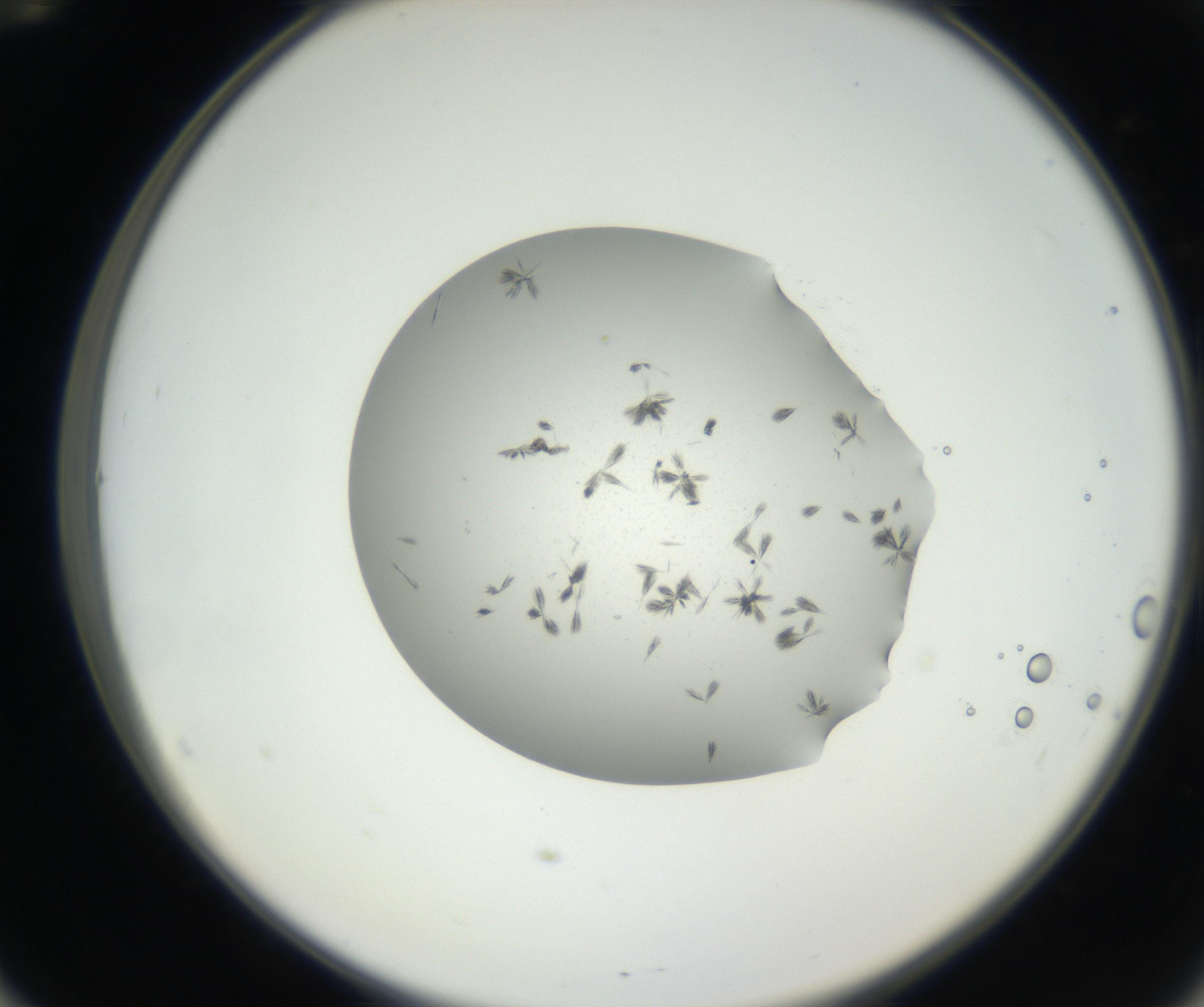 RI01_03_000_0212_Proj1_Clon1_MC_0000MC102624_003_160811_12_05_02_00_99_002_001_RAI.jpg