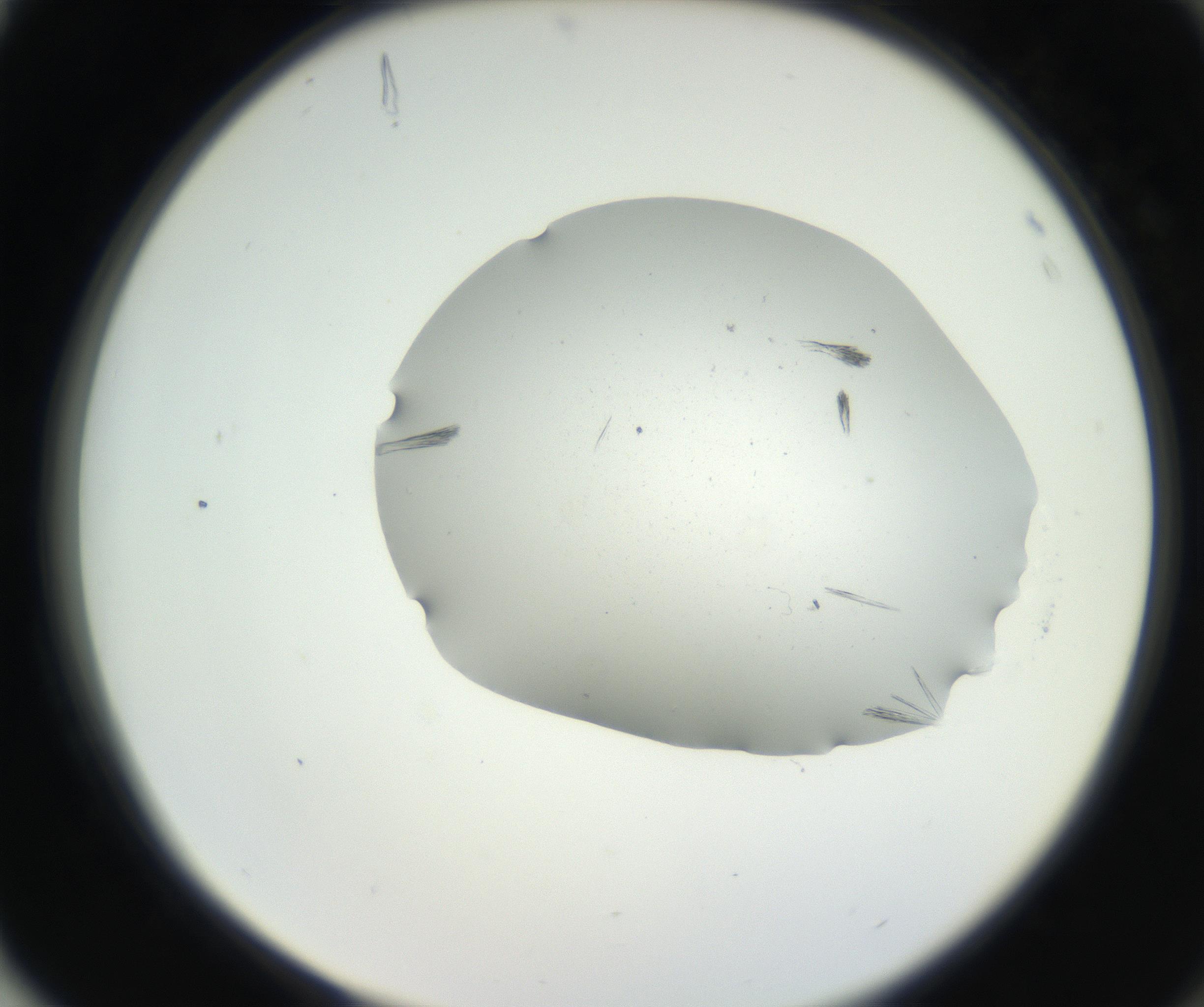 RI01_03_000_0212_Proj1_Clon1_MC_0000MC102624_006_160818_04_08_02_00_99_002_001_RAI.jpg