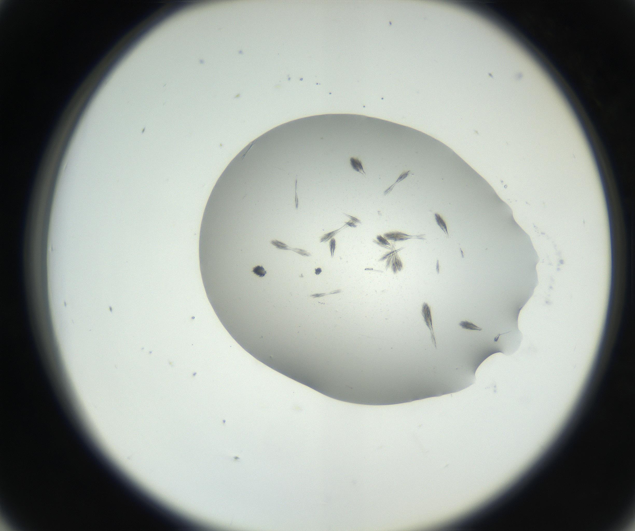 RI01_03_000_0212_Proj1_Clon1_MC_0000MC102624_006_160818_05_04_02_00_99_002_001_RAI.jpg