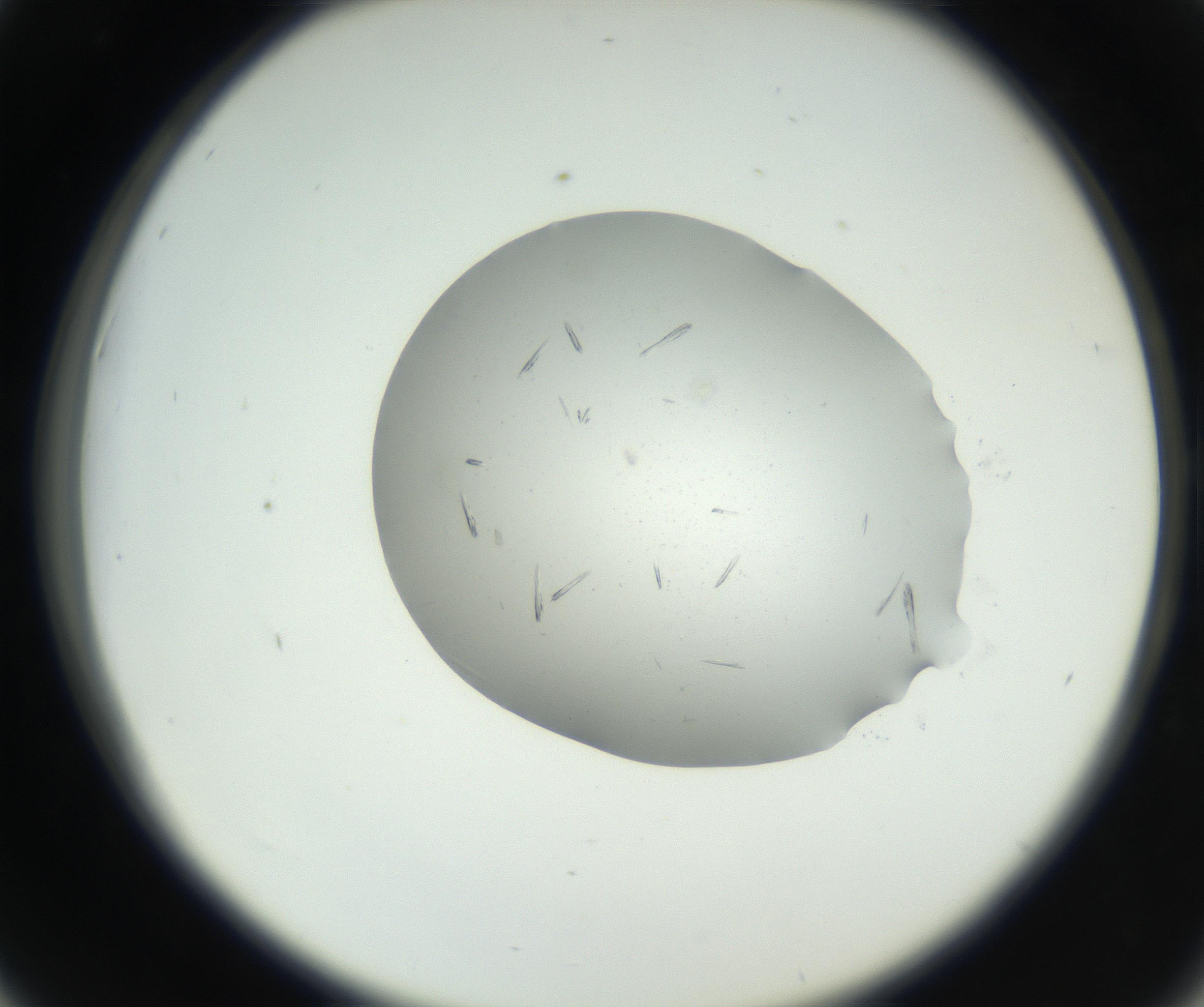 RI01_03_000_0212_Proj1_Clon1_MC_0000MC102624_006_160818_06_04_02_00_99_002_001_RAI.jpg