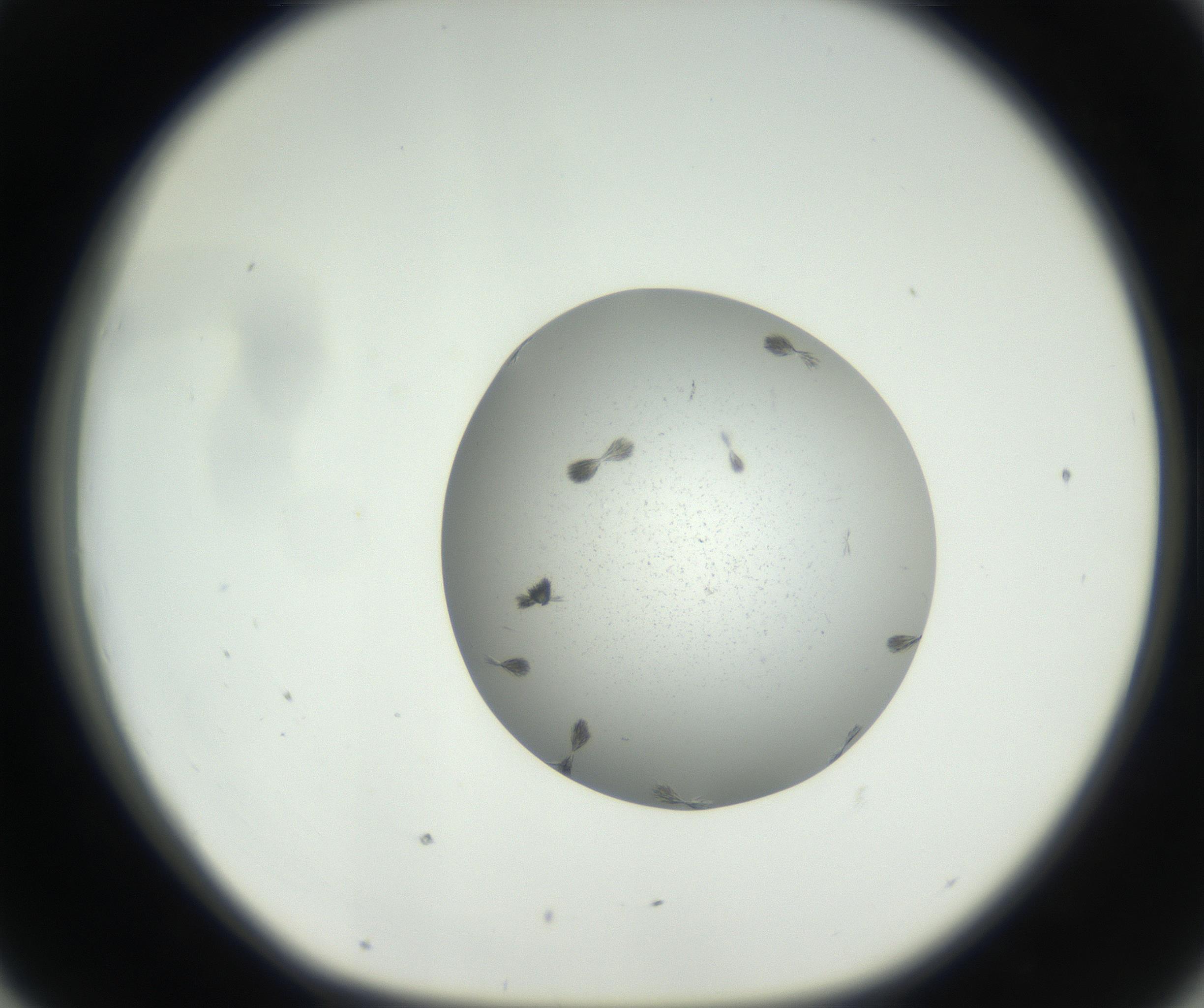 RI01_03_000_0212_Proj1_Clon1_MC_0000MC102624_006_160818_07_04_01_00_99_002_001_RAI.jpg