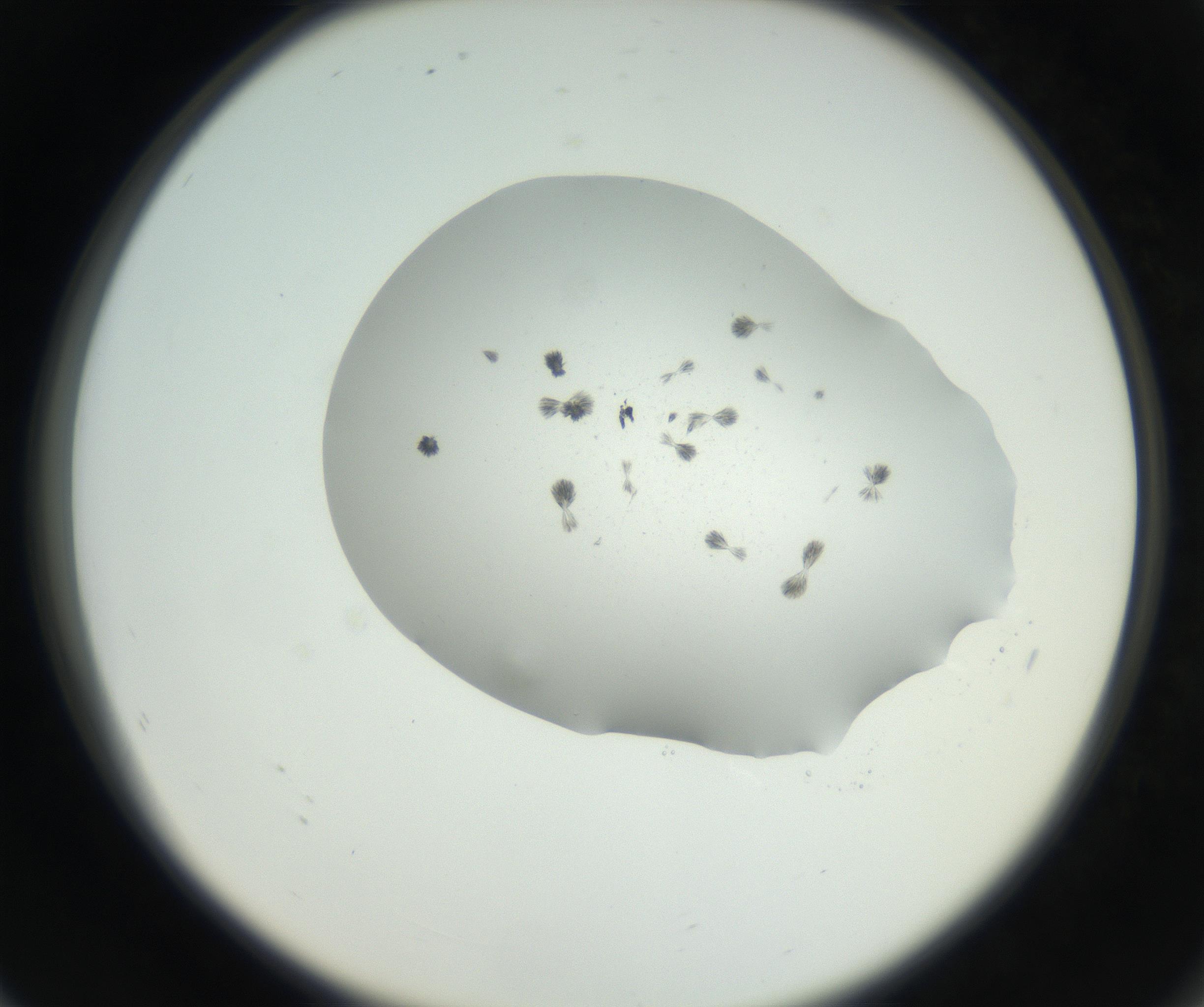 RI01_03_000_0212_Proj1_Clon1_MC_0000MC102624_006_160818_08_07_02_00_99_002_001_RAI.jpg