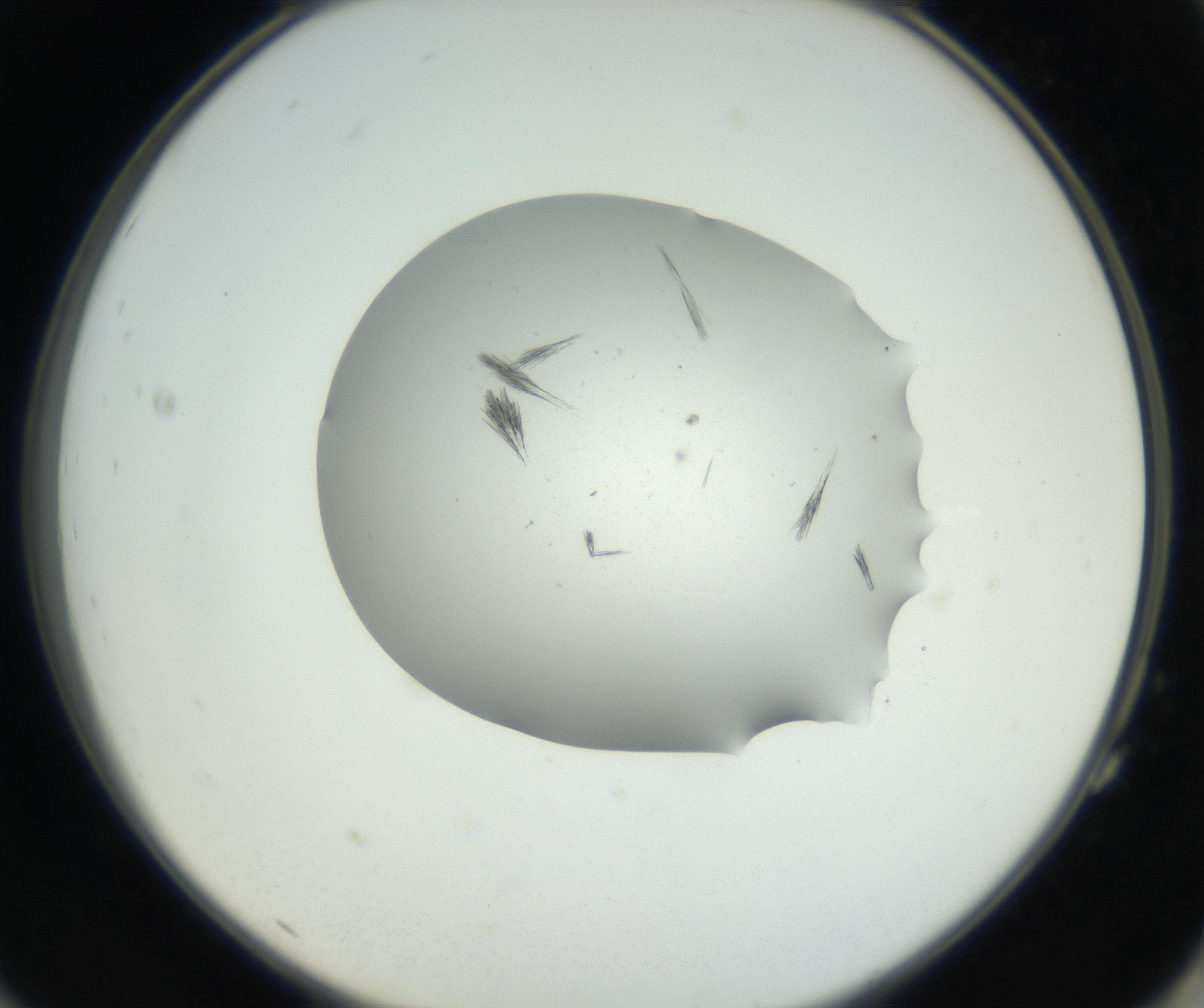RI01_03_000_0212_Proj1_Clon1_MC_0000MC102624_006_160818_11_07_02_00_99_002_001_RAI.jpg
