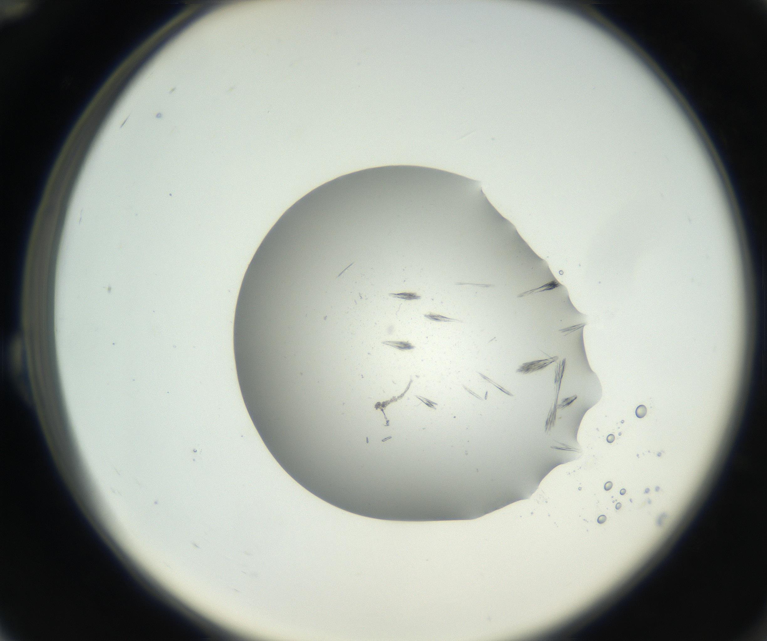 RI01_03_000_0212_Proj1_Clon1_MC_0000MC102624_006_160818_12_02_02_00_99_002_001_RAI.jpg