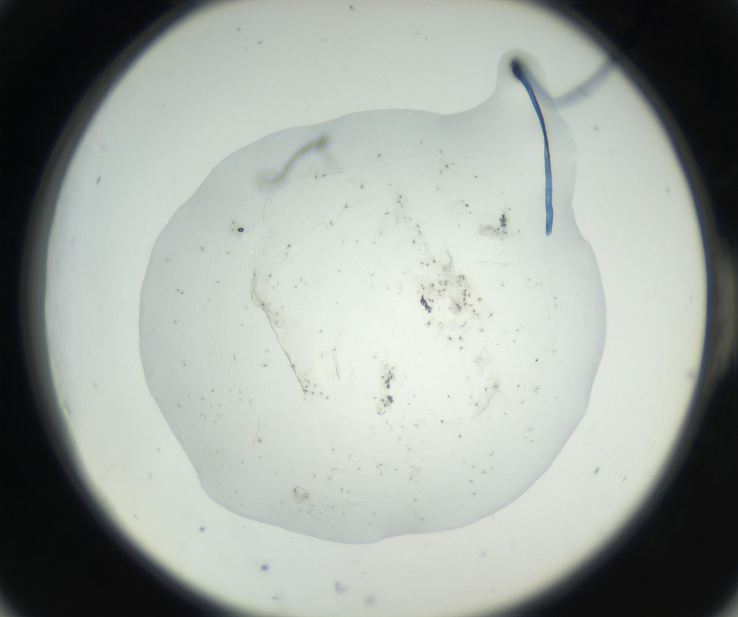 RI01_03_000_0212_Proj1_Clon1_MC_0000MC102625_002_160810_06_05_02_00_99_002_001_RAI.jpg
