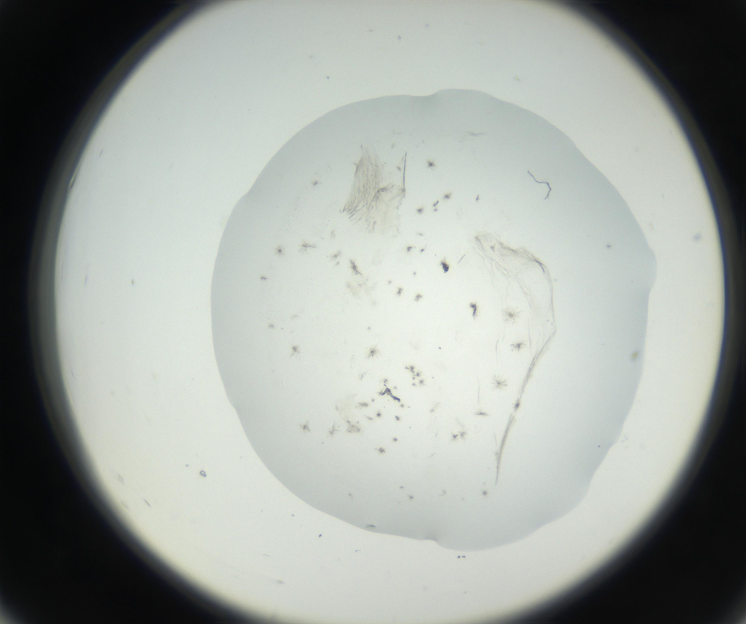 RI01_03_000_0212_Proj1_Clon1_MC_0000MC102625_002_160810_07_05_02_00_99_002_001_RAI.jpg