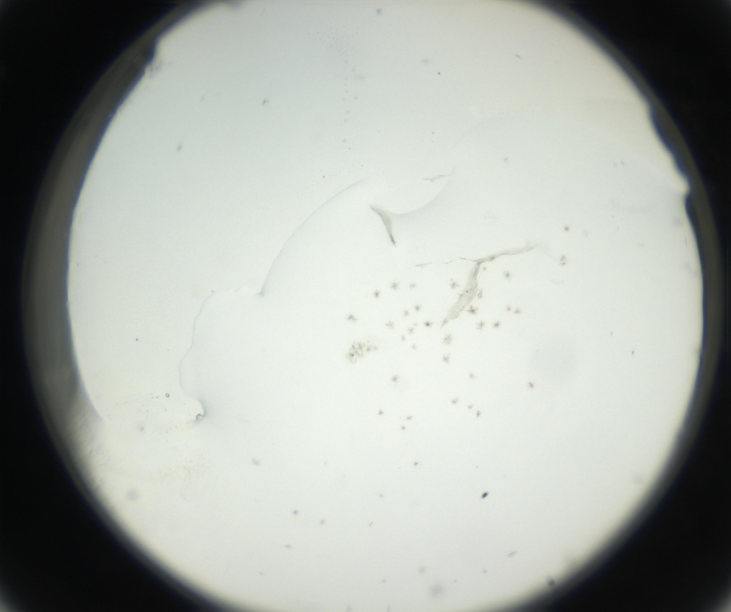 RI01_03_000_0212_Proj1_Clon1_MC_0000MC102625_002_160810_08_03_02_00_99_002_001_RAI.jpg