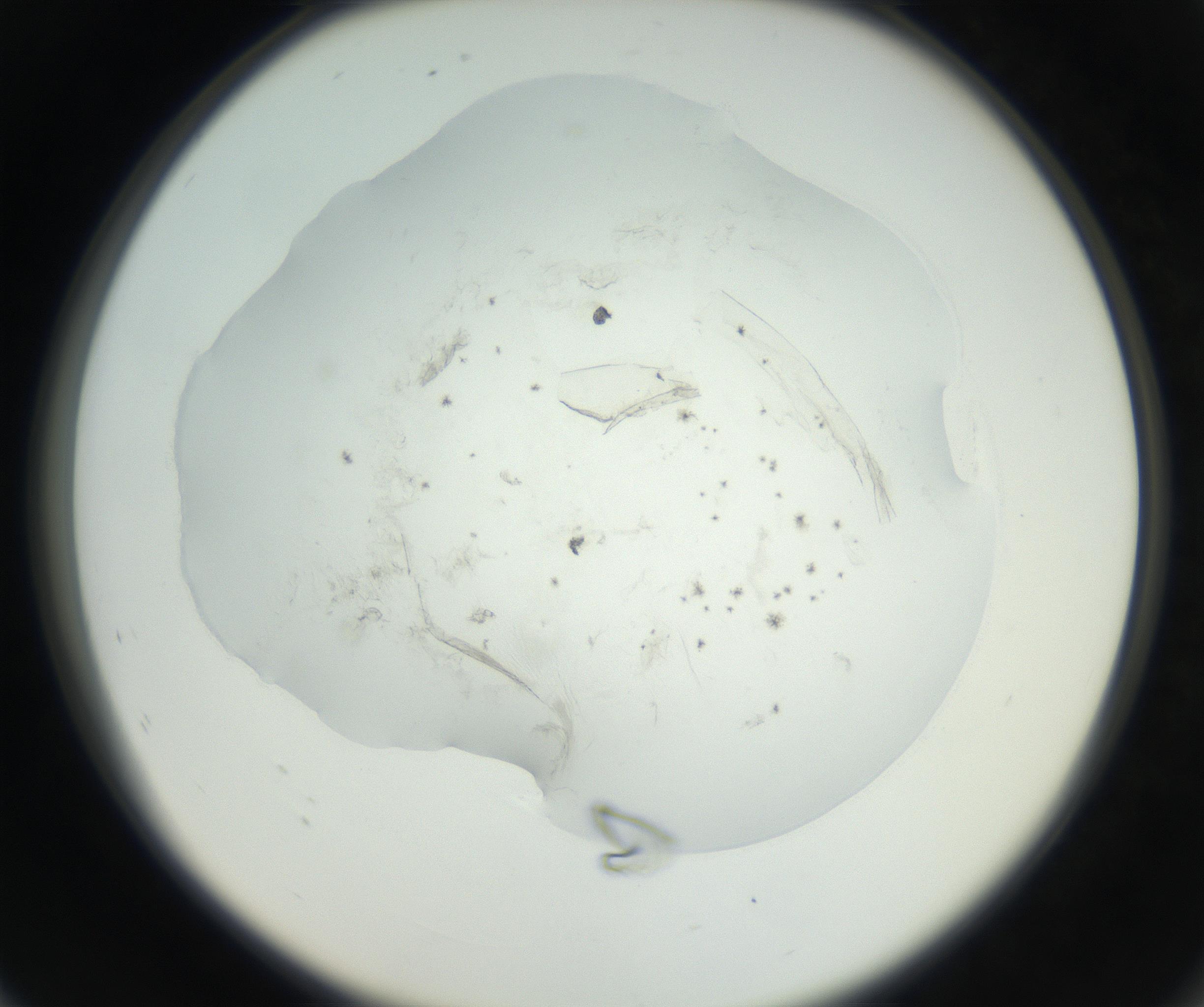 RI01_03_000_0212_Proj1_Clon1_MC_0000MC102625_002_160810_08_07_02_00_99_002_001_RAI.jpg
