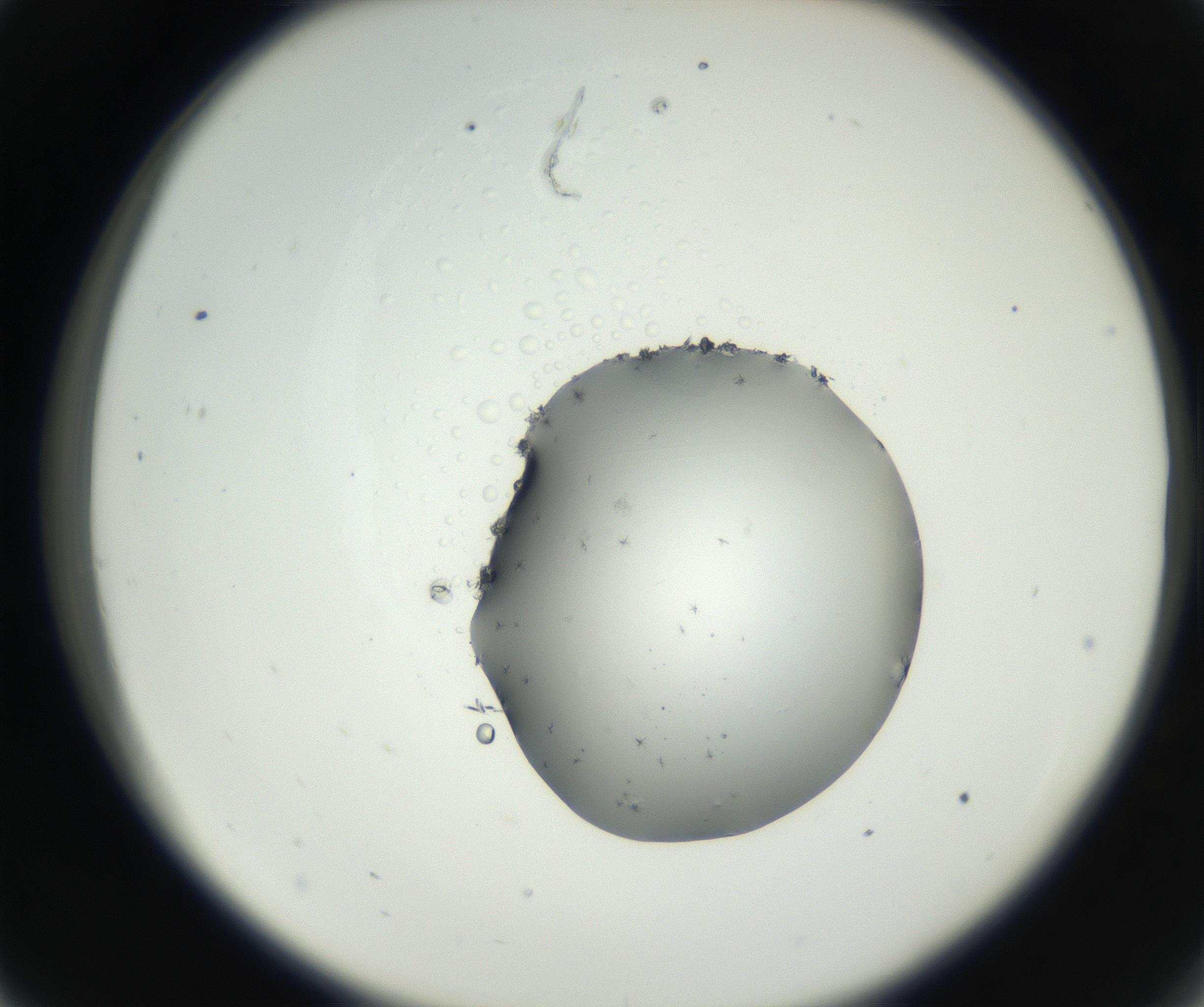 RI01_03_000_0212_Proj1_Clon1_MC_0000MC102625_002_160810_09_03_02_00_99_002_001_RAI.jpg