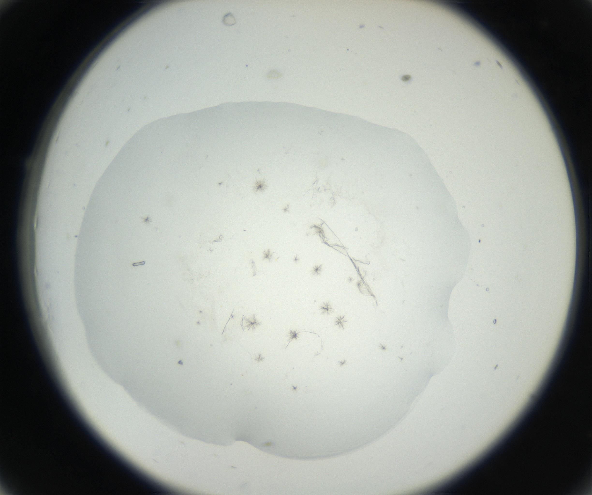RI01_03_000_0212_Proj1_Clon1_MC_0000MC102625_002_160810_10_03_02_00_99_002_001_RAI.jpg