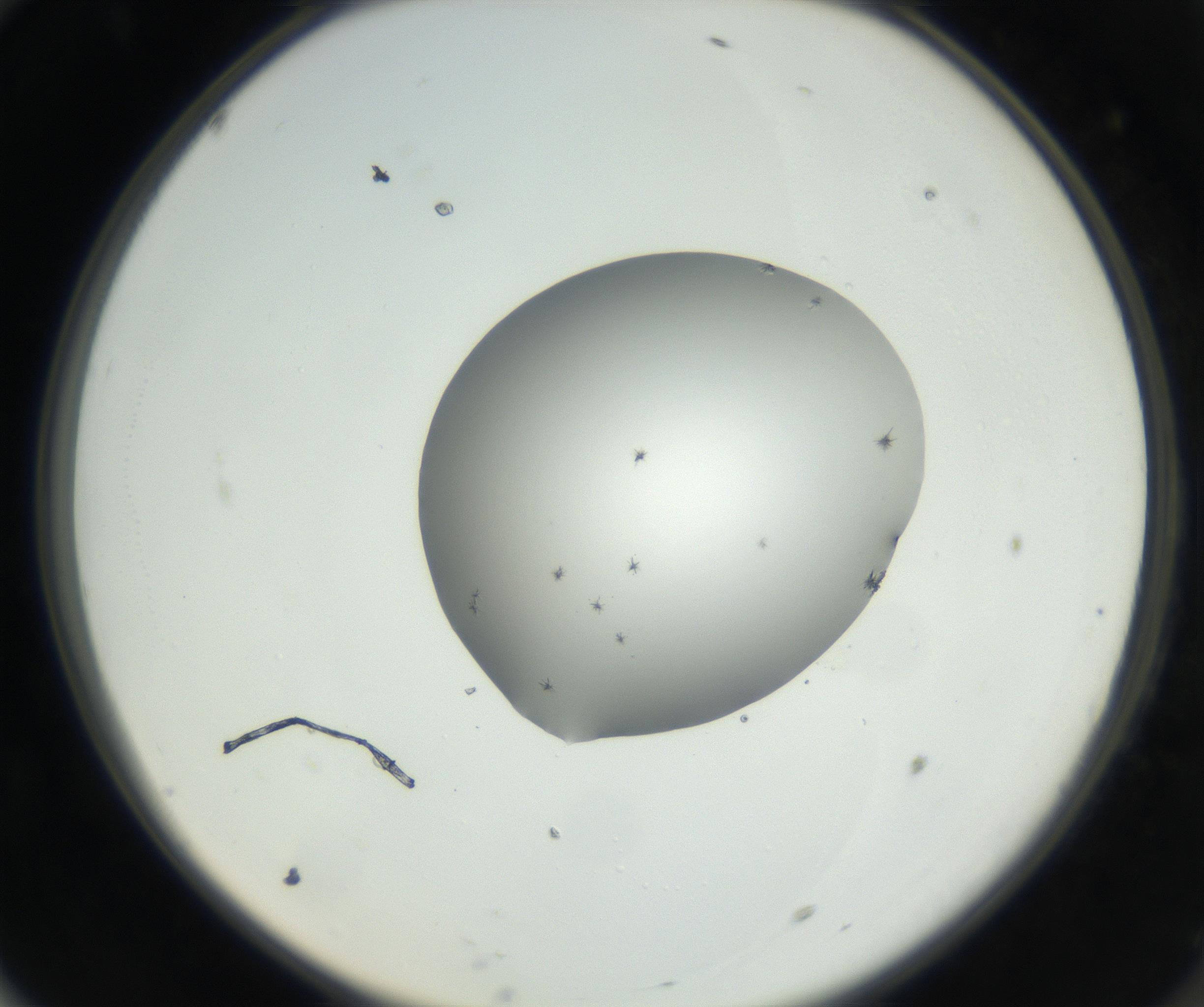RI01_03_000_0212_Proj1_Clon1_MC_0000MC102625_002_160810_10_06_02_00_99_002_001_RAI.jpg