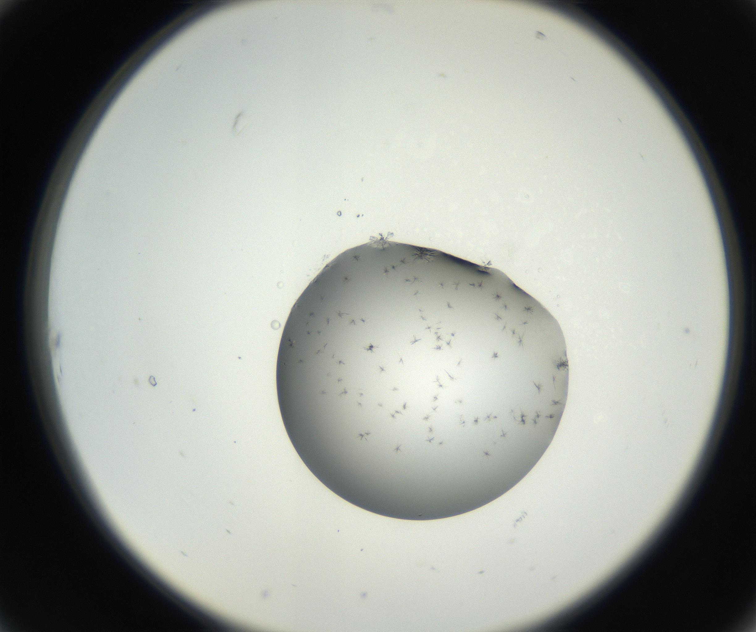RI01_03_000_0212_Proj1_Clon1_MC_0000MC102626_002_160810_10_02_02_00_99_002_001_RAI.jpg