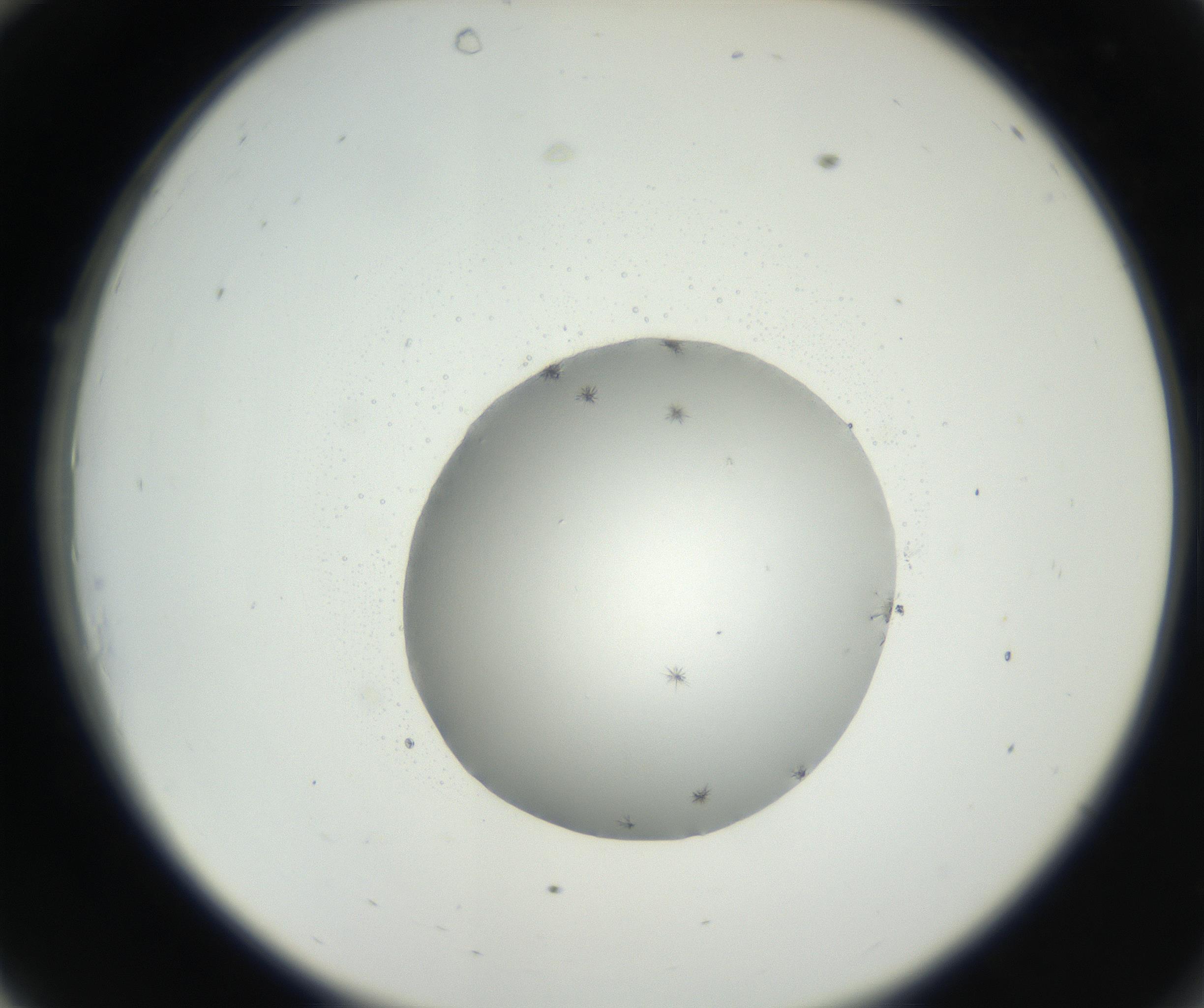 RI01_03_000_0212_Proj1_Clon1_MC_0000MC102626_002_160810_10_03_02_00_99_002_001_RAI.jpg