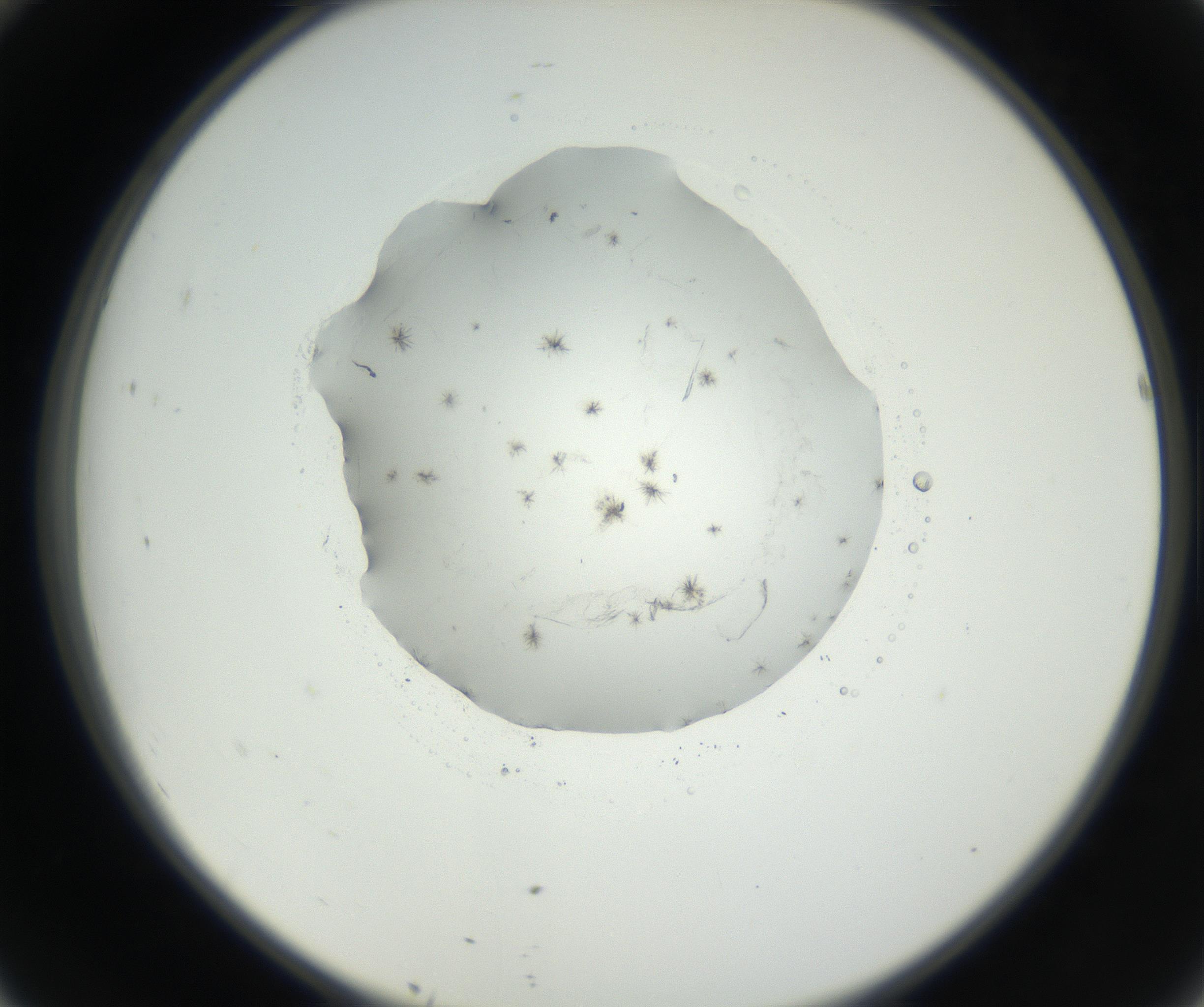 RI01_03_000_0212_Proj1_Clon1_MC_0000MC102626_002_160810_10_04_02_00_99_002_001_RAI.jpg