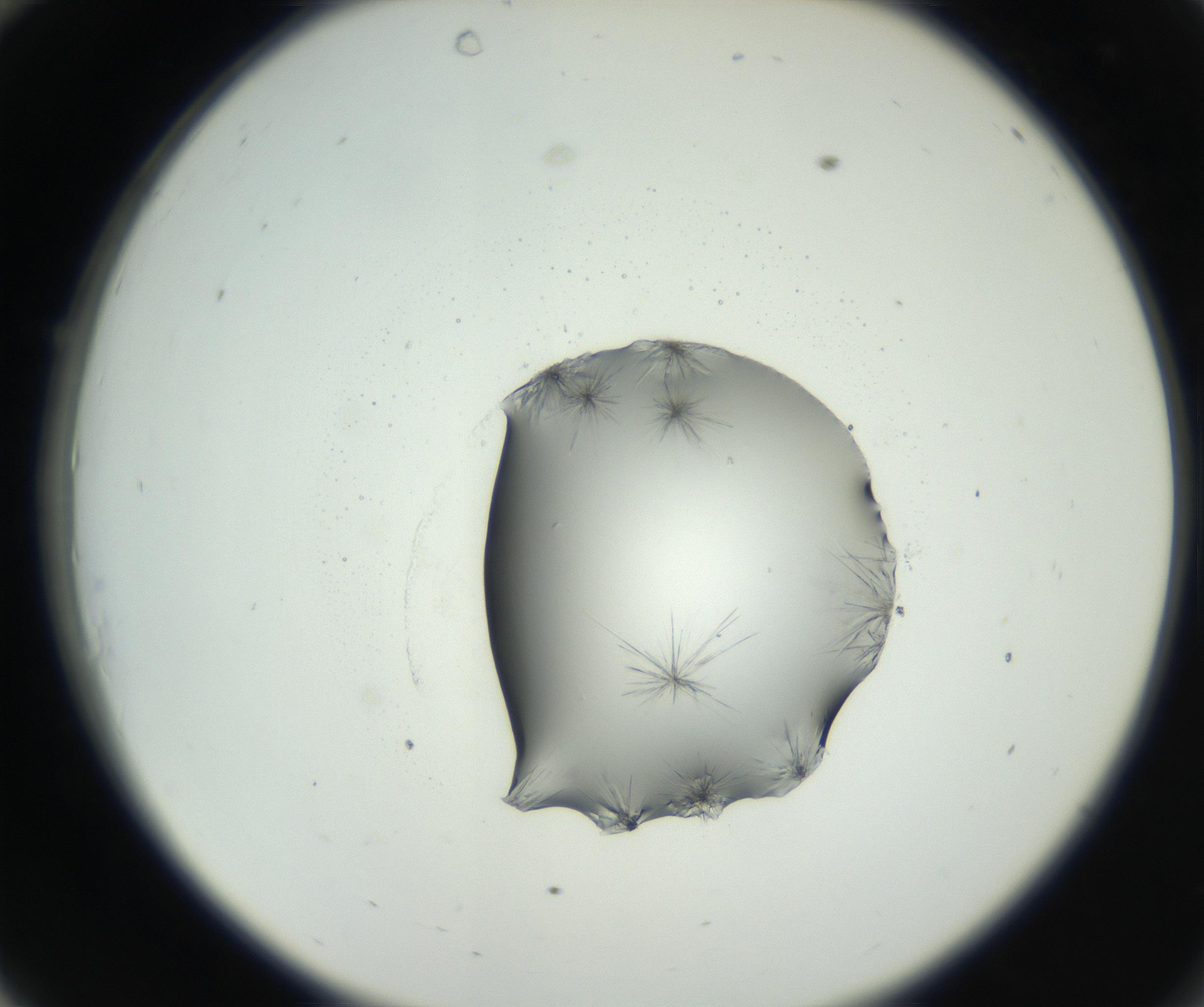 RI01_03_000_0212_Proj1_Clon1_MC_0000MC102626_008_160830_10_03_02_00_99_002_001_RAI.jpg