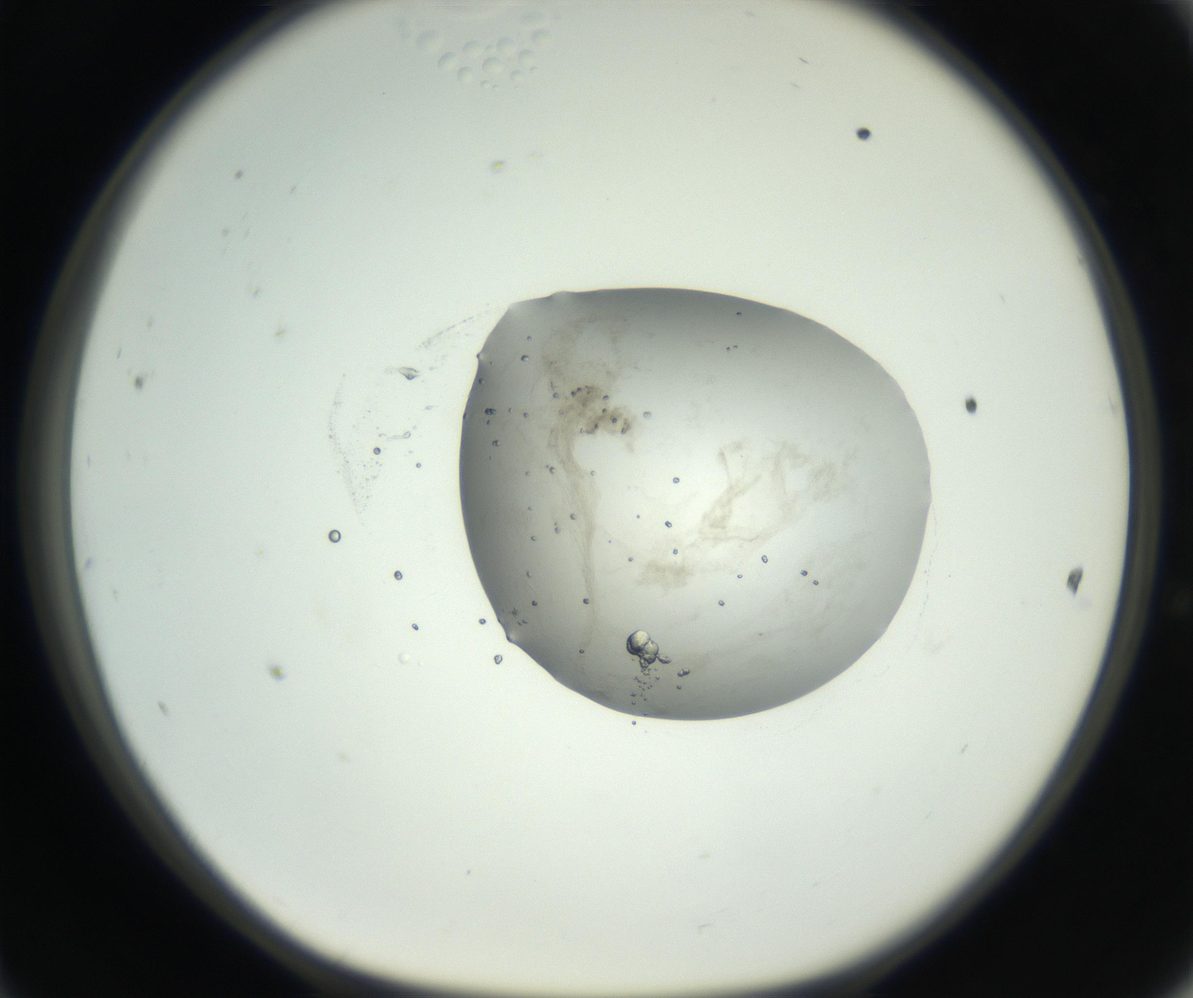 RI01_03_000_0212_Proj1_Clon1_MC_0000MC102627_010_160914_11_04_01_00_99_002_001_RAI.jpg