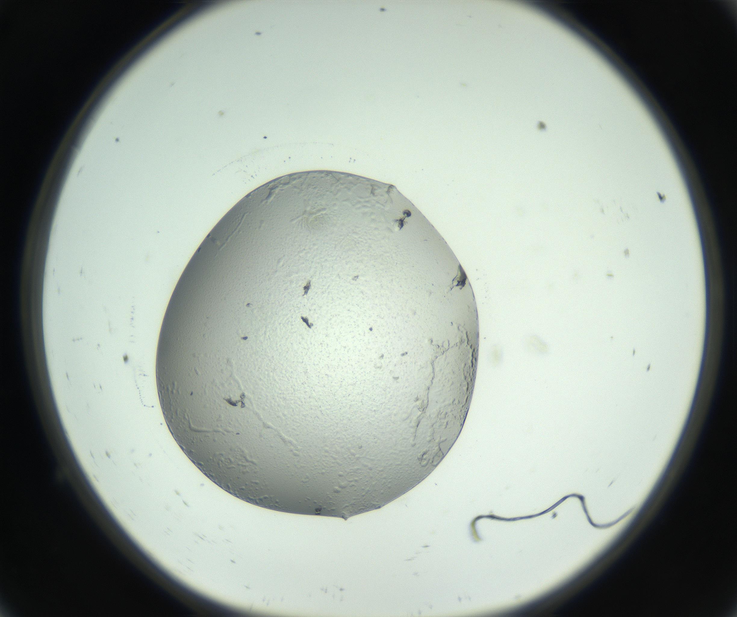 RI01_03_000_0212_Proj1_Clon1_MC_0000MC102628_013_161005_09_01_01_00_99_002_001_RAI.jpg