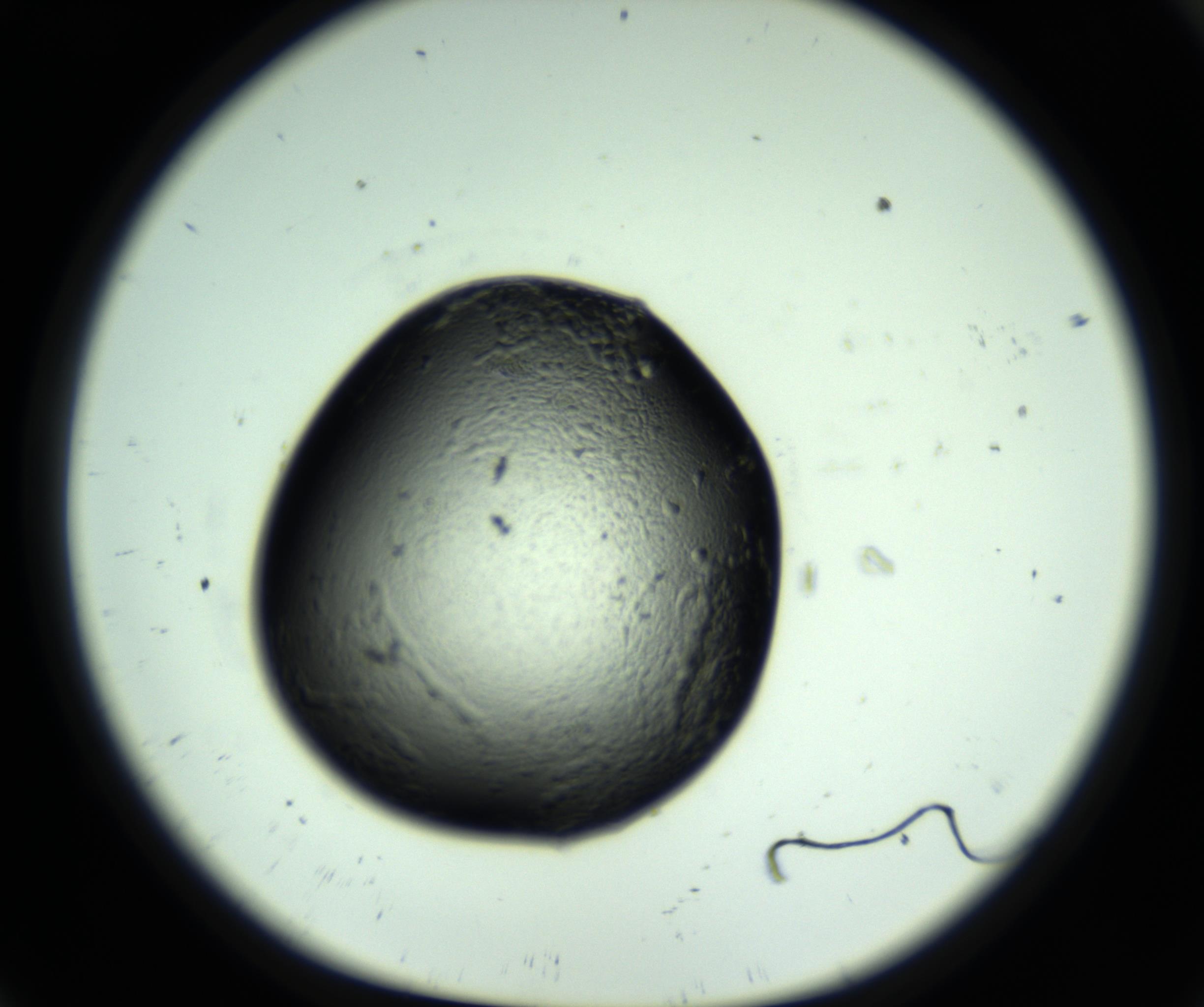 RI01_03_000_0212_Proj1_Clon1_MC_0000MC102628_014_161019_09_01_01_00_98_002_001_RAI.jpg