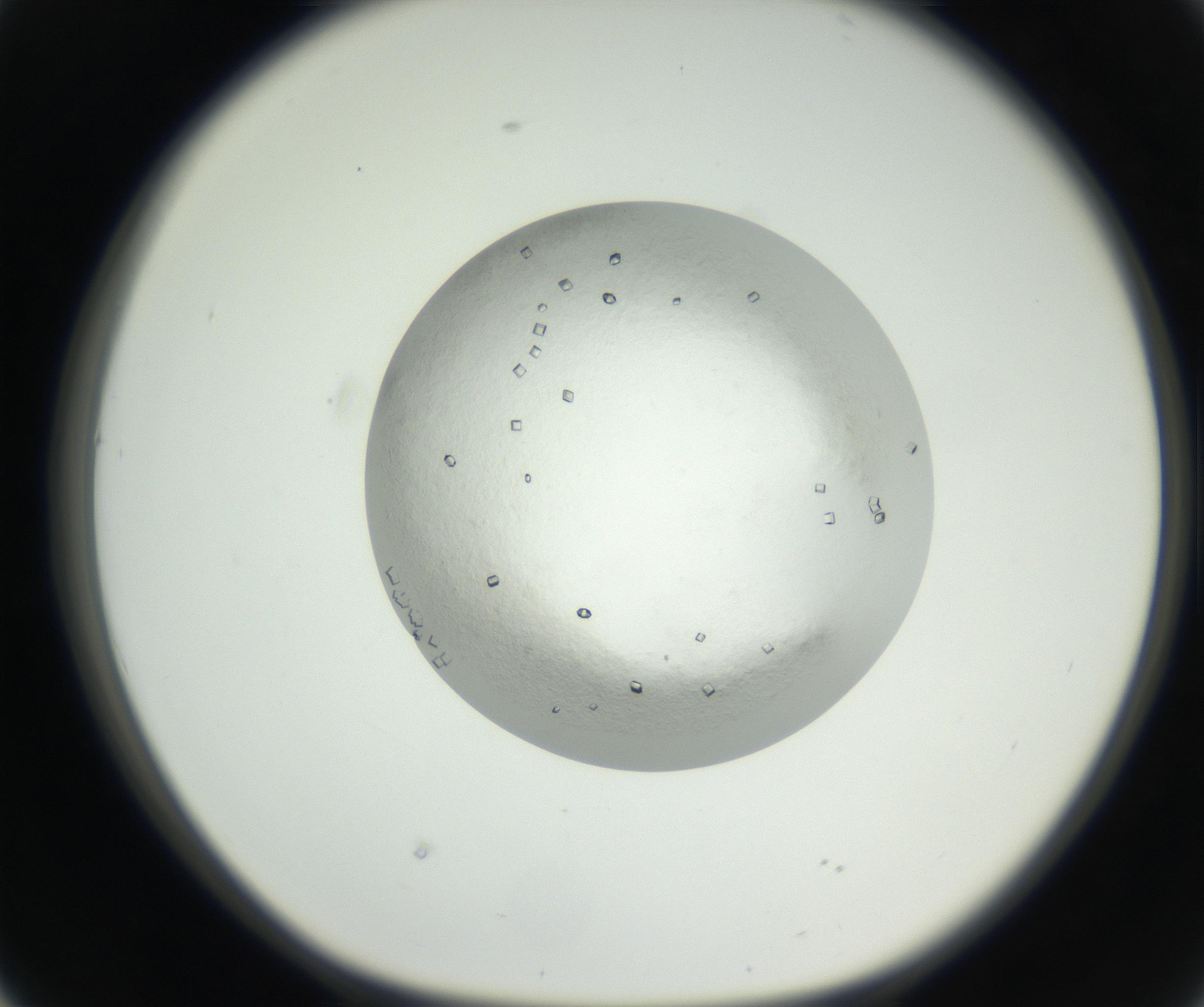 RI01_03_000_0212_Proj1_Clon1_MC_0000MC102631_002_160810_02_04_01_00_99_002_001_RAI.jpg